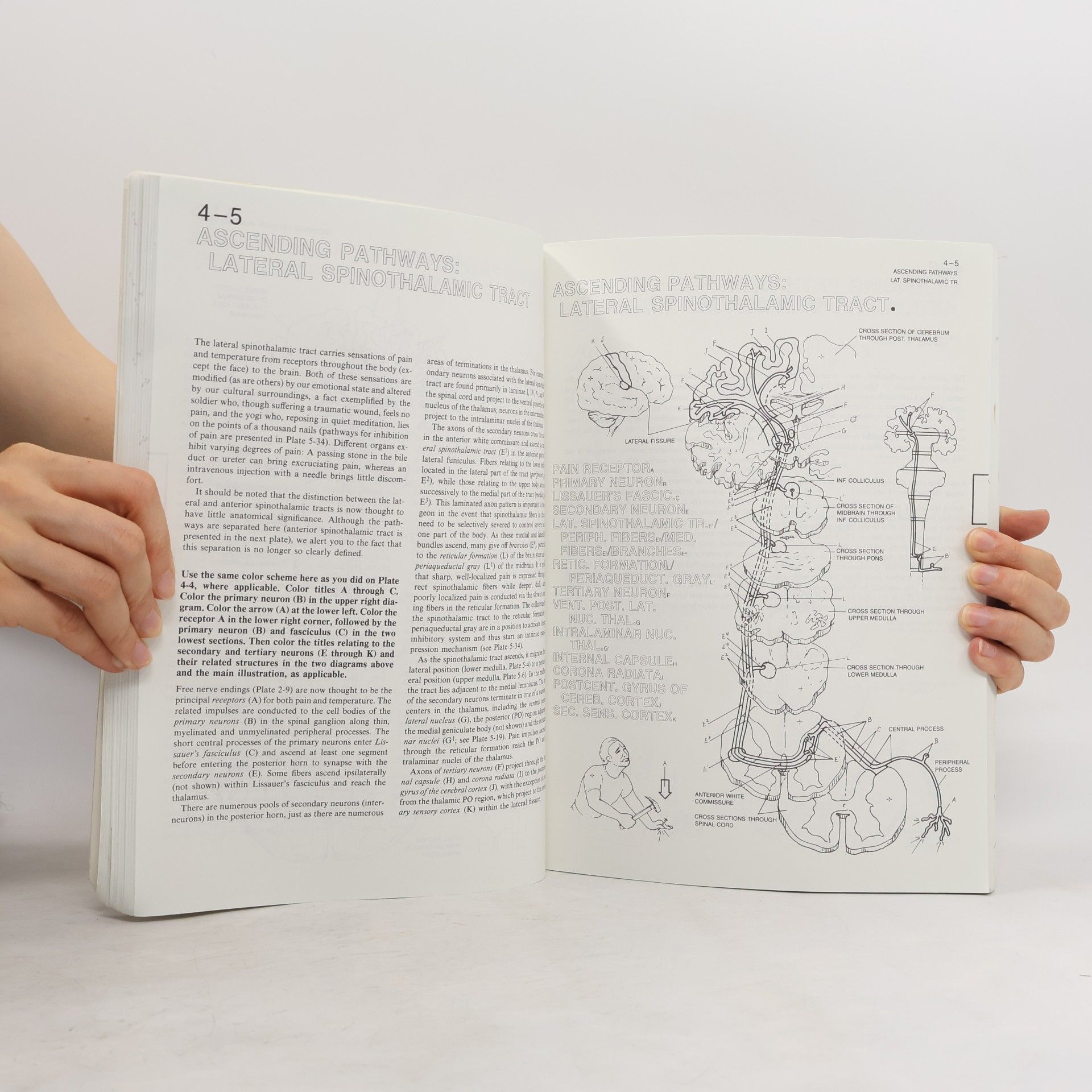Marian Diamond The Human Brain Coloring Book