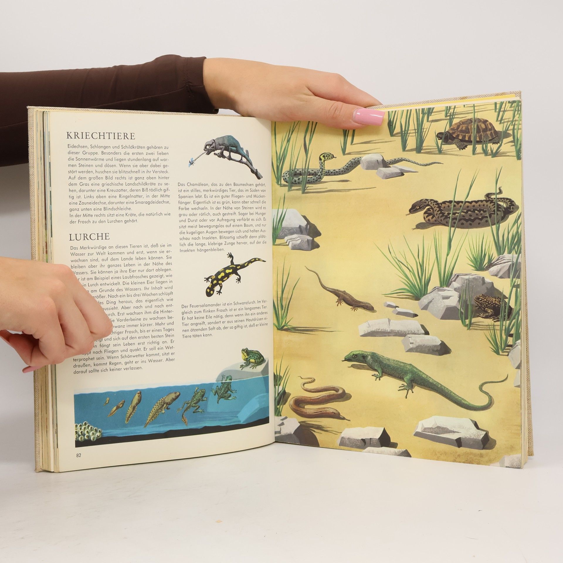Herbert Pothorn Knaurs Kinderbuch in Farben