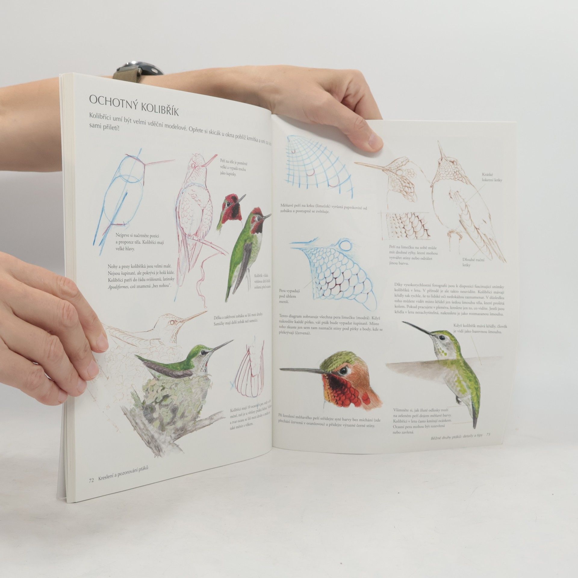 John Muir Laws Kreslení a pozorování ptáků