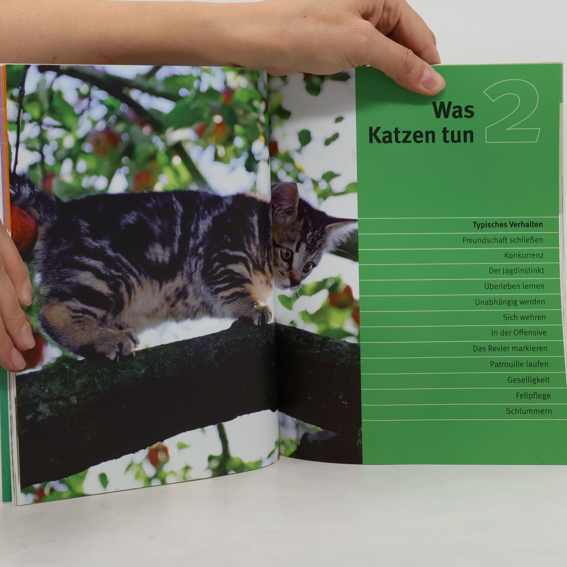 Bruce Fogle Katzen richtig verstehen