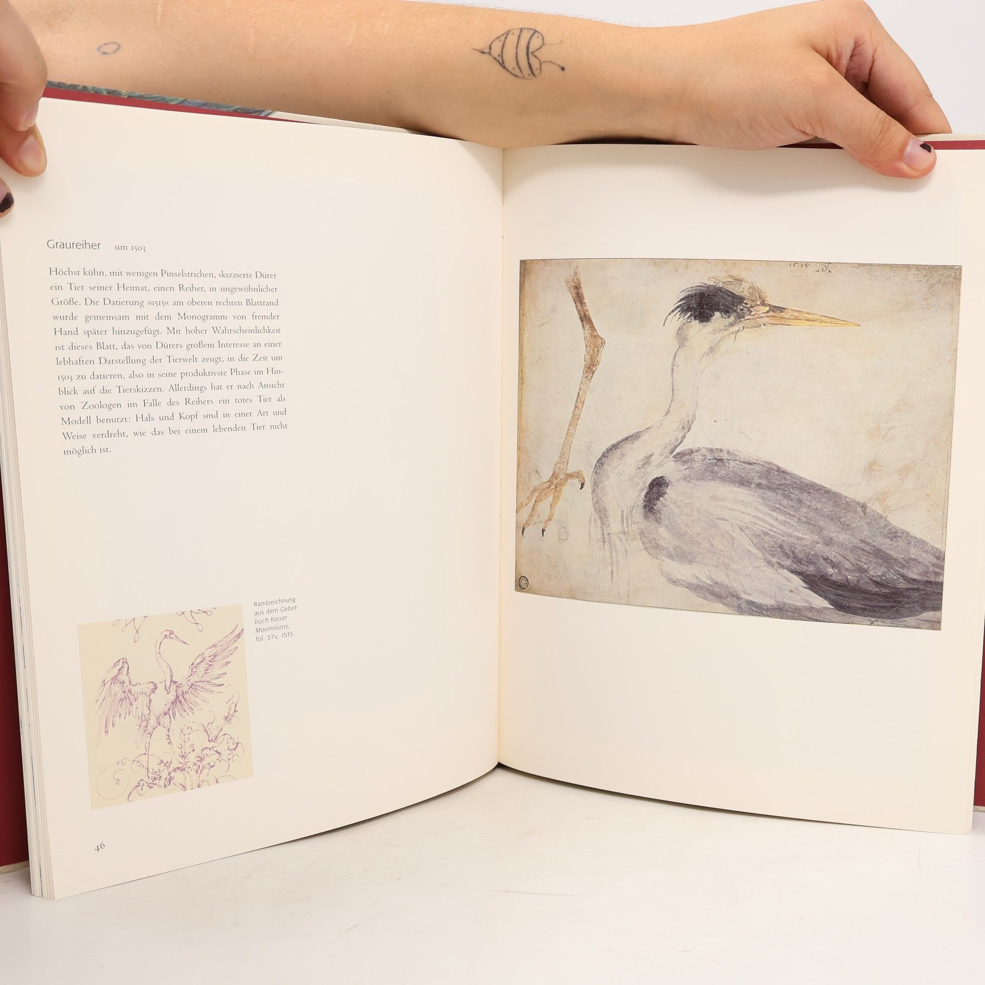 Albrecht Dürer Kunststück Natur