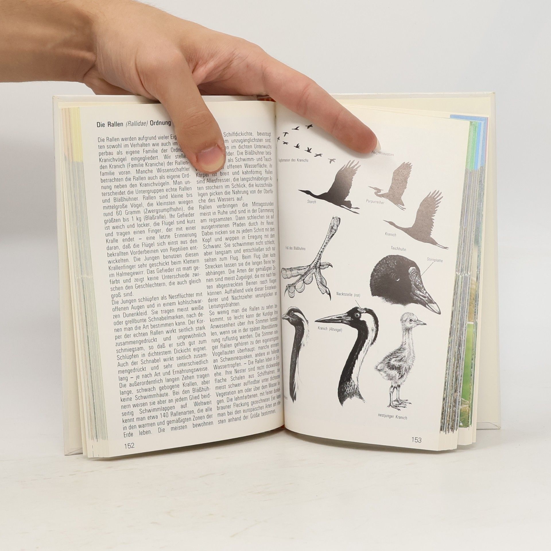 Collectif d'auteurs Wasser Vögel
