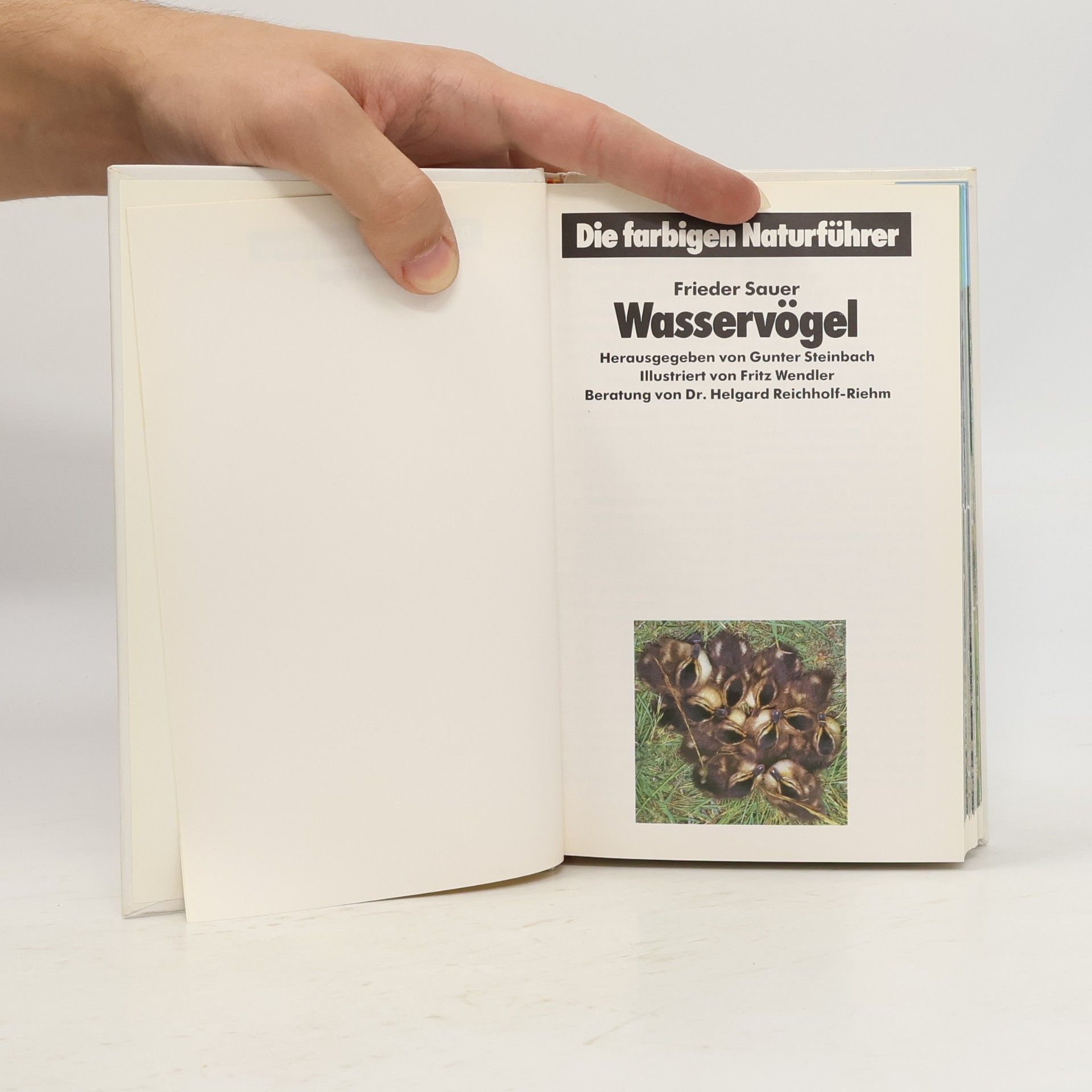 Collectif d'auteurs Wasser Vögel