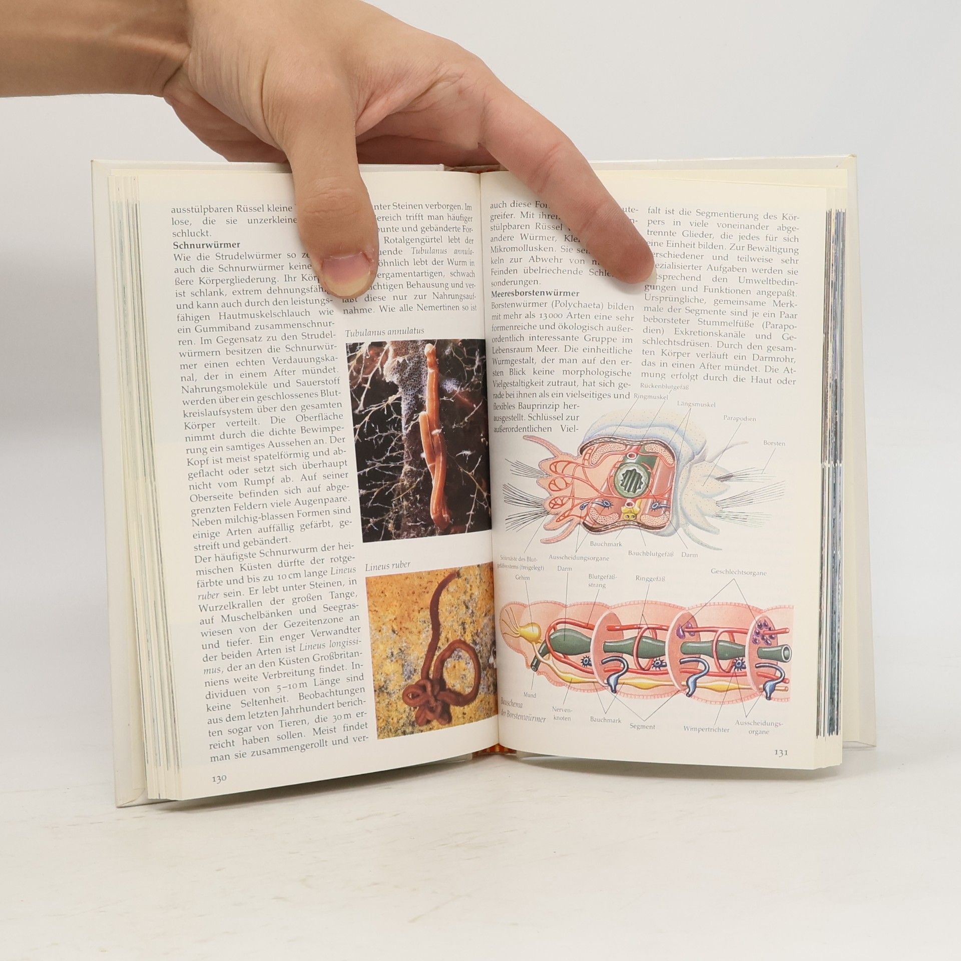 Various authors Meere und Küsten