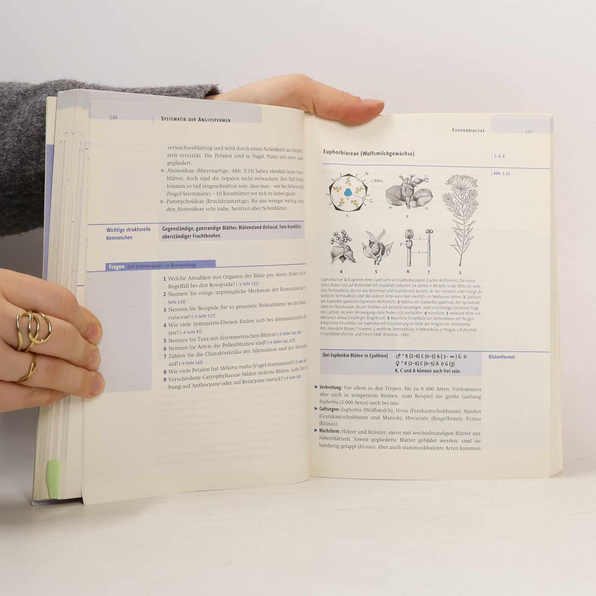 Dieter Heß UTB basics: Systematische Botanik
