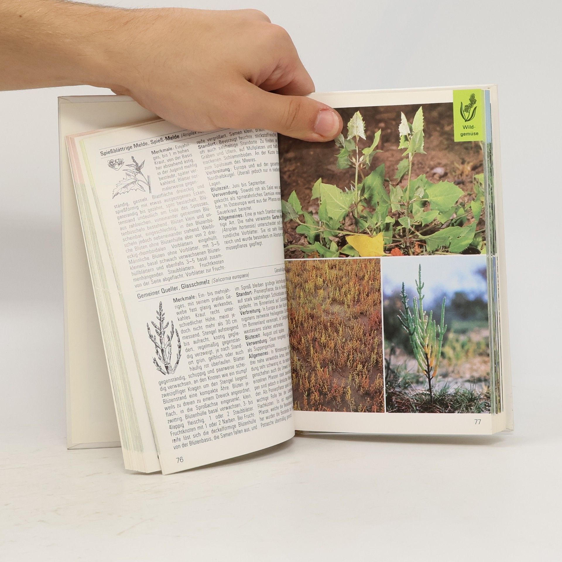 Collectif d'auteurs Beeren, Wildgemüse, Heilkräuter