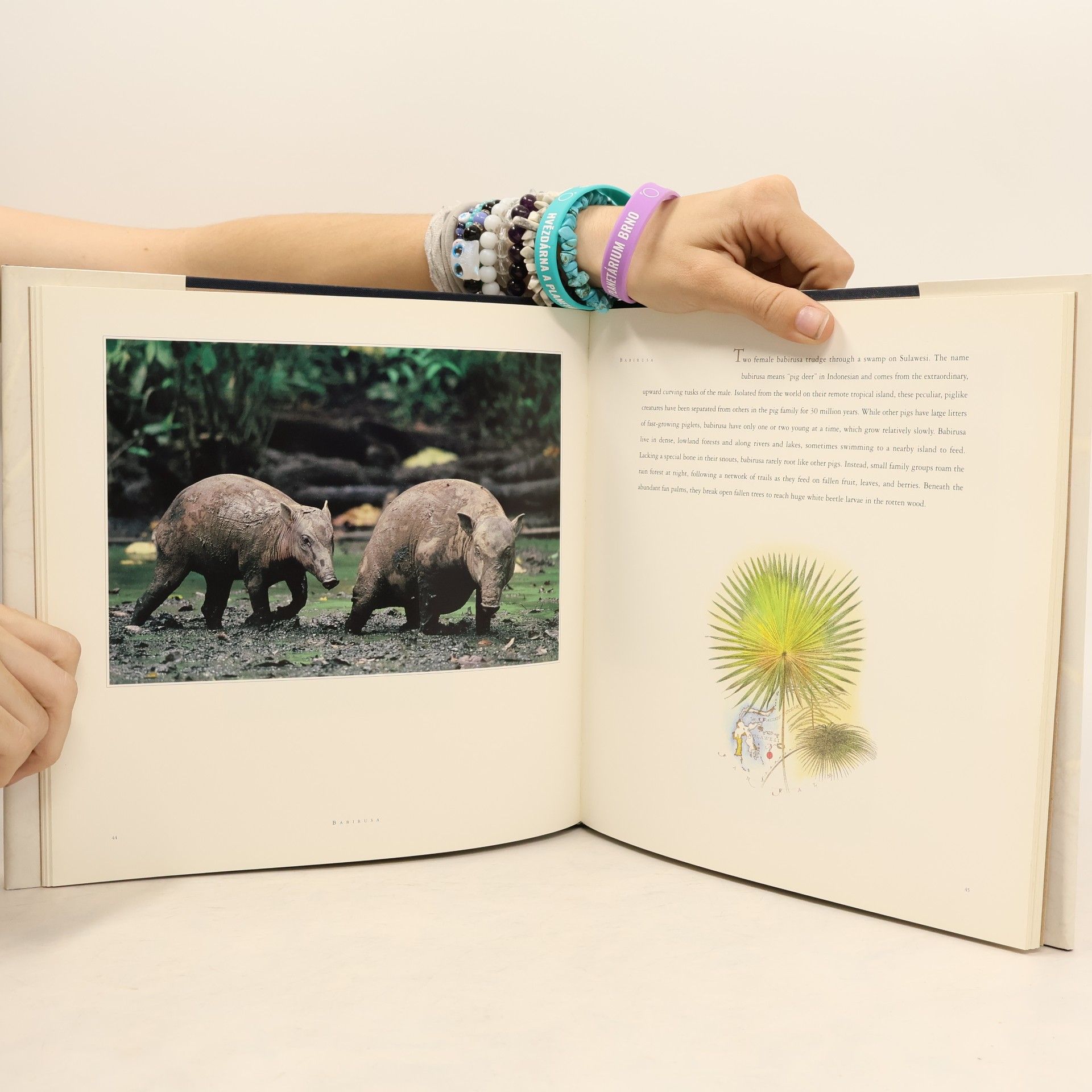 Karen J. Altpeter Wildlife as Canon sees it