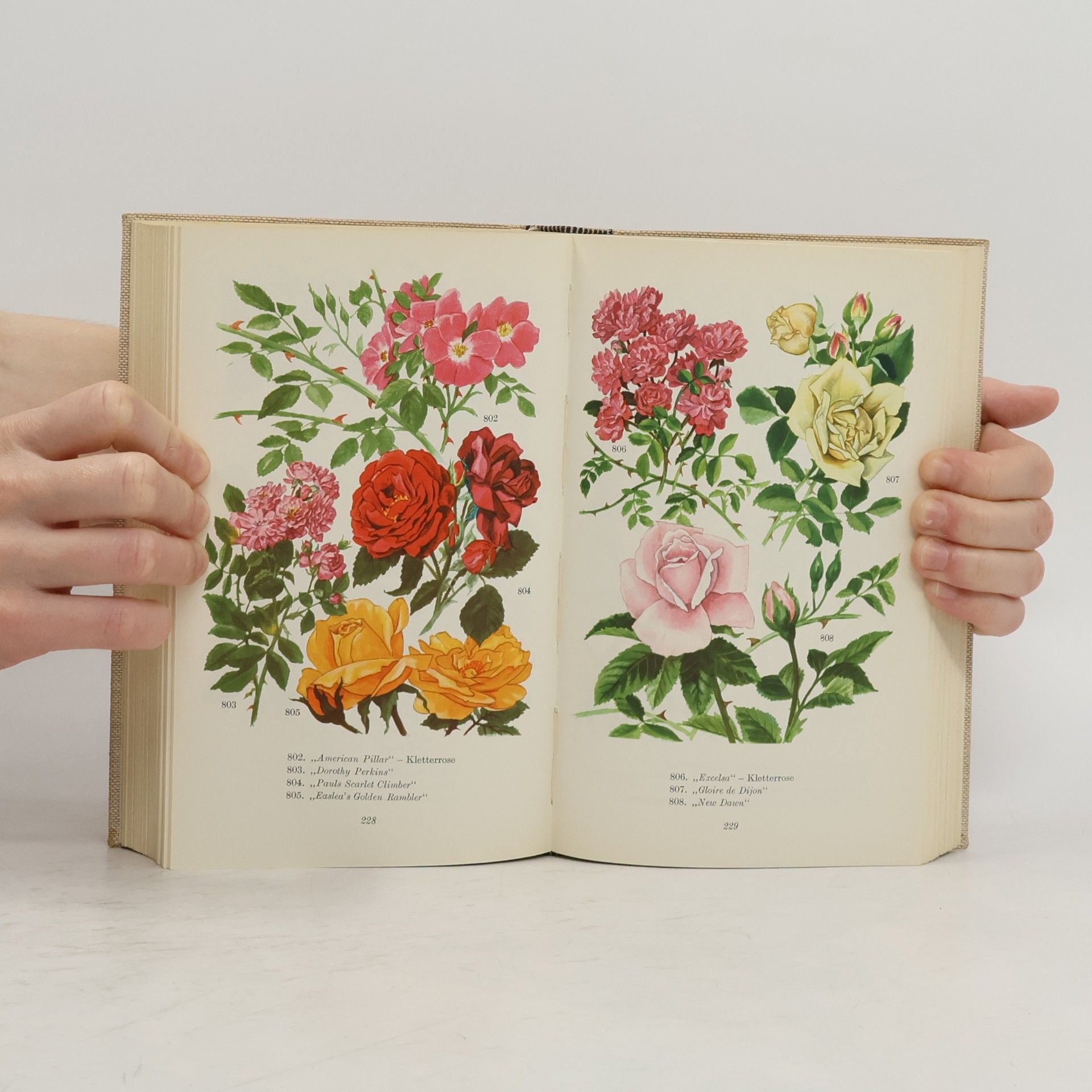 Verner Hancke Das bunte Blumenbuch