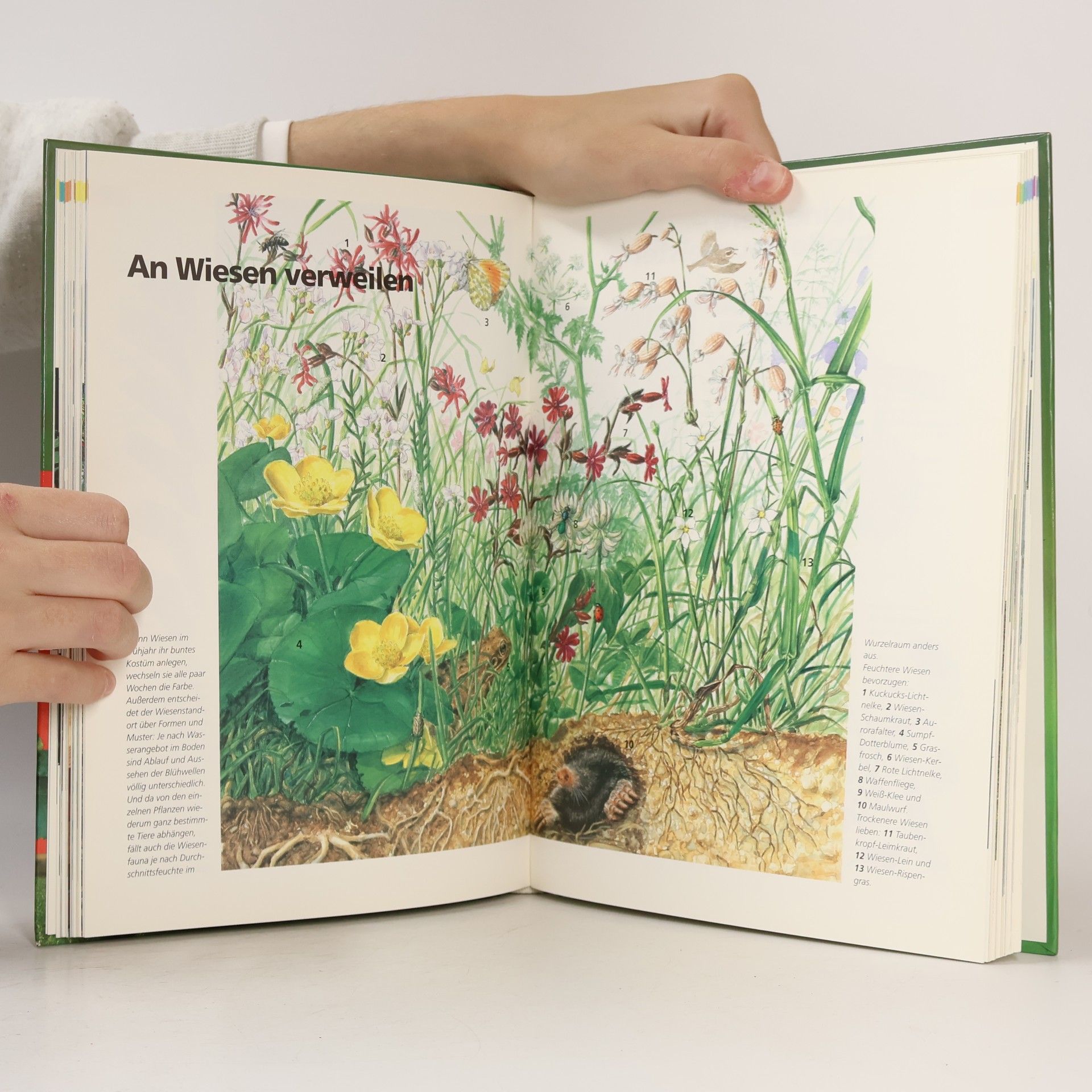 Bruno P. Kremer Kosmos-Familienbuch Natur