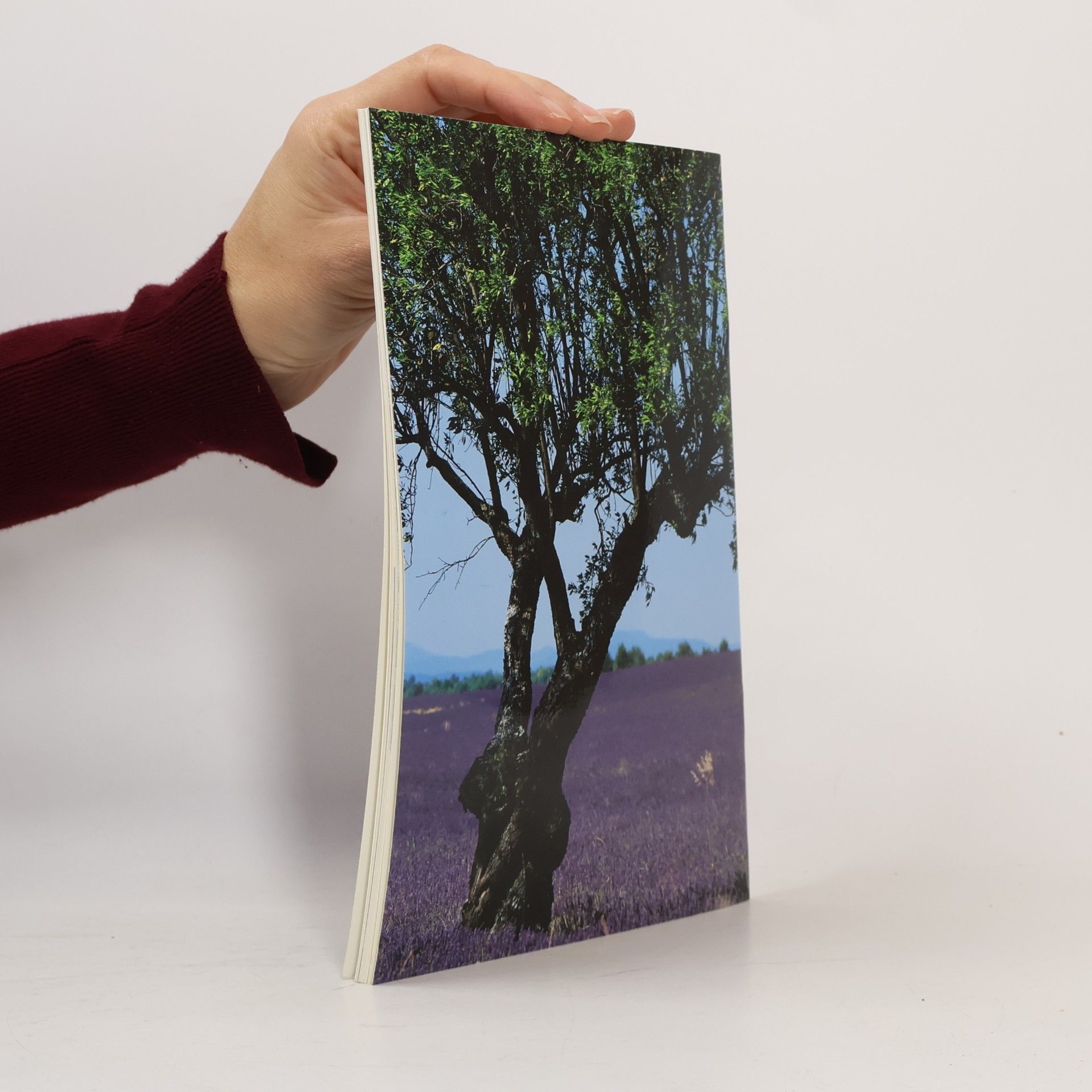 kolektiv Provence
