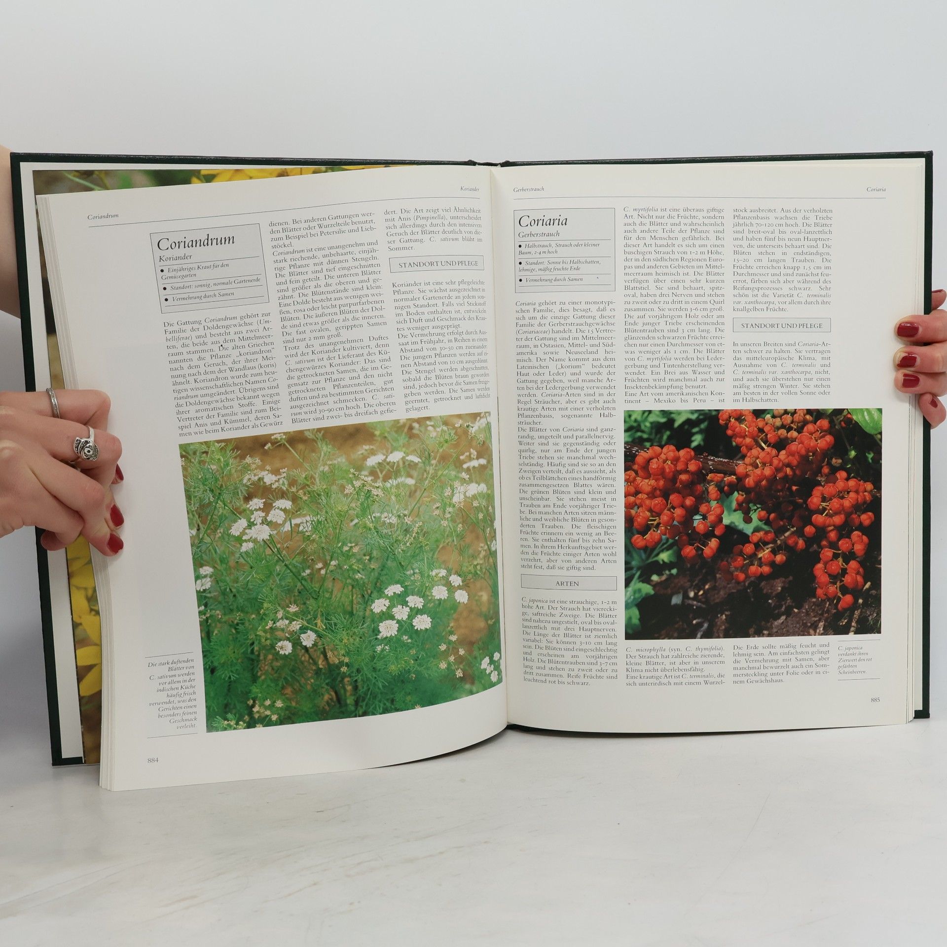 Julia Voskuil Blumen und Pflanzen in Haus und Garten