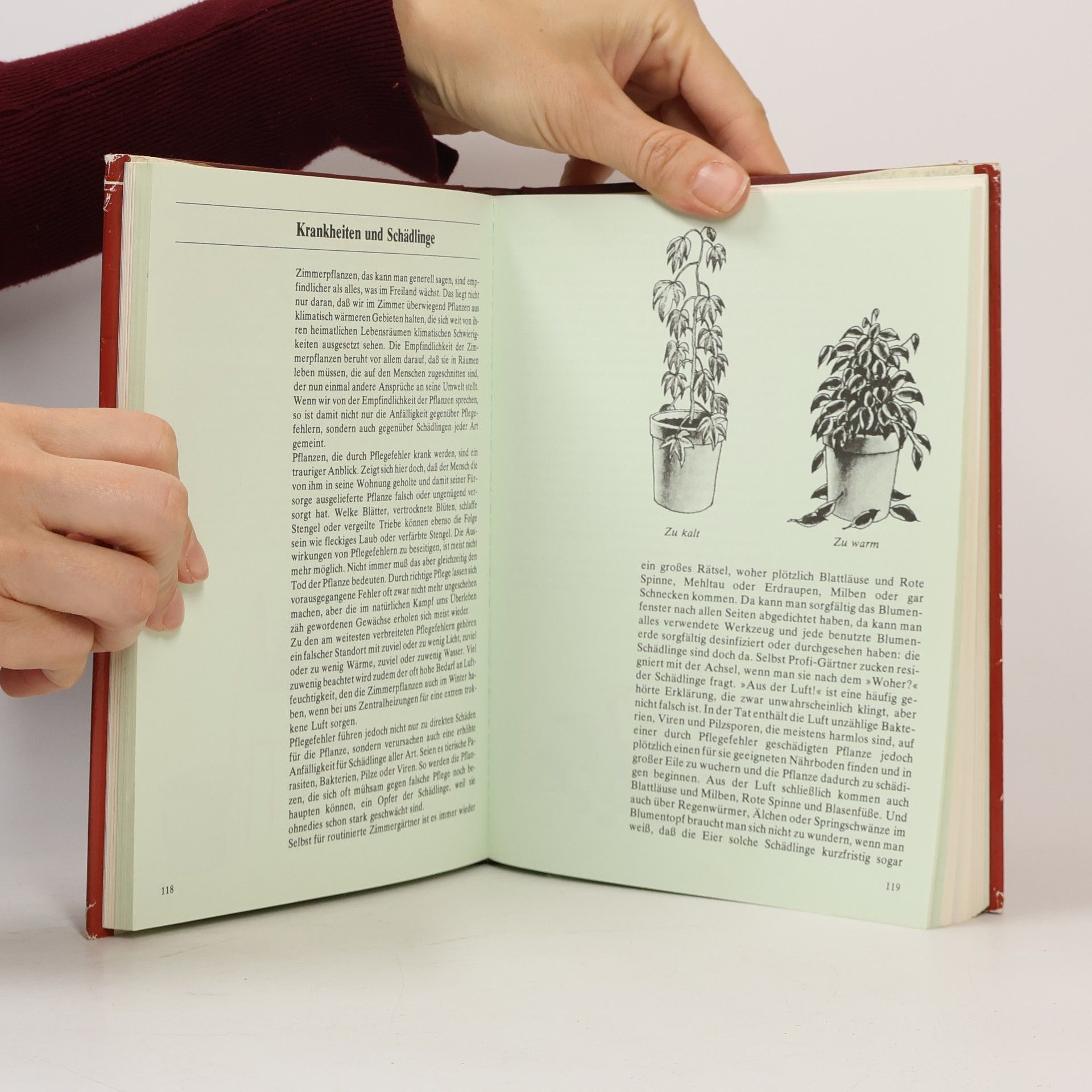 Hermann Bischoff Das große Buch der Zimmer- und Balkonpflanzen