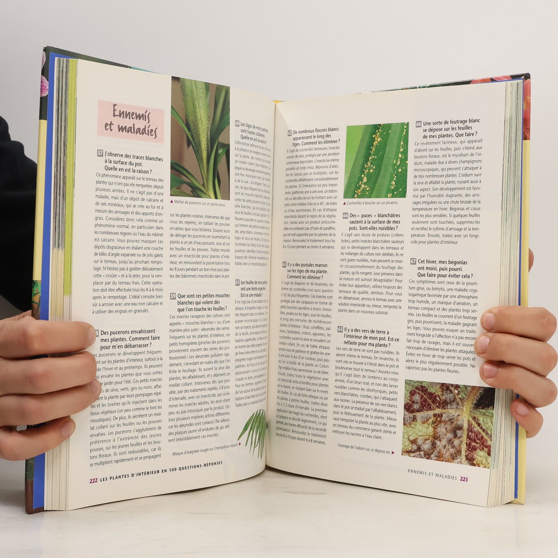 Patrick Mioulane Plantes d'intérieur