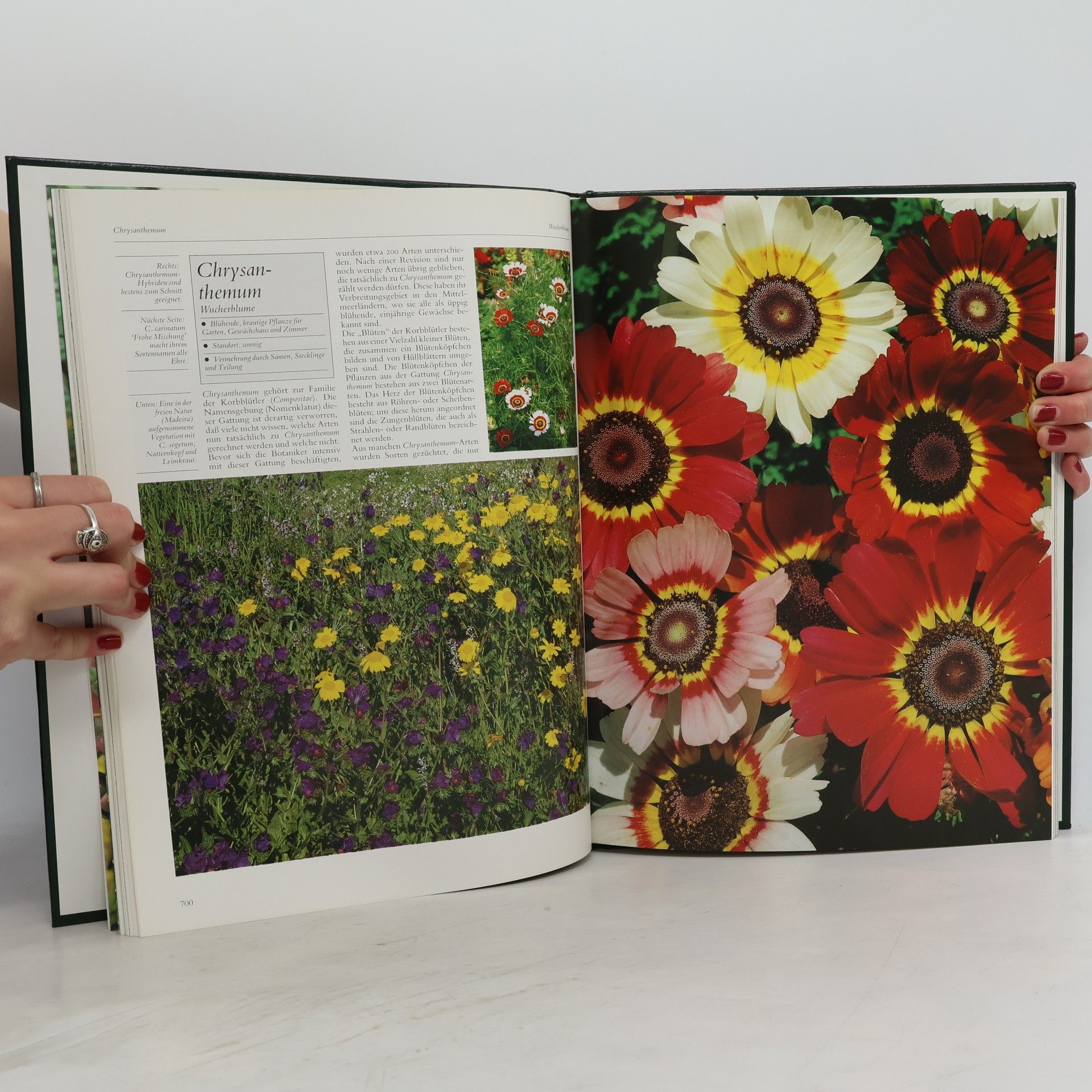 Autorenkollektiv Blumen und Pflanzen in Haus und Garten CET-CNI