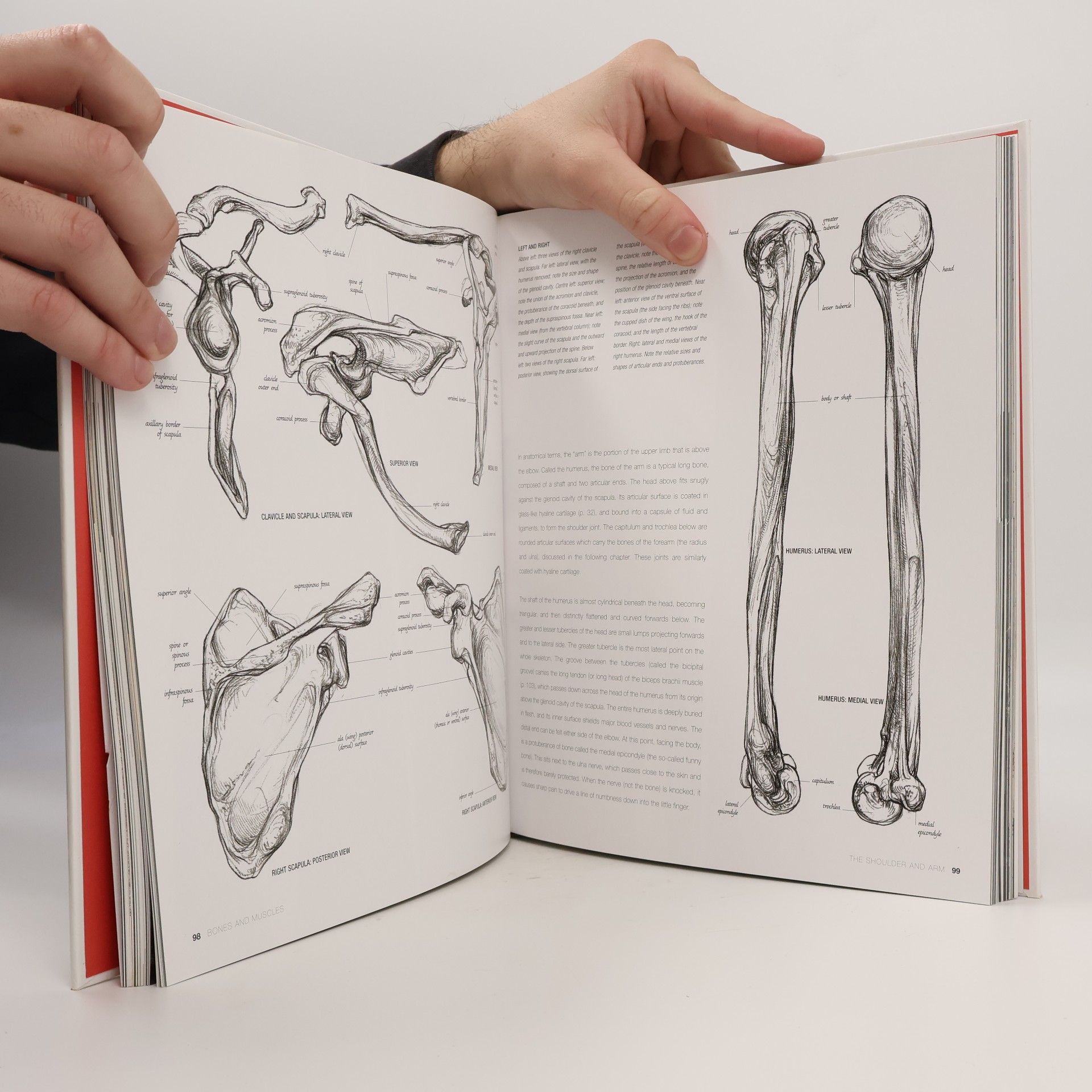 Sarah Simblet Anatomy for the Artist