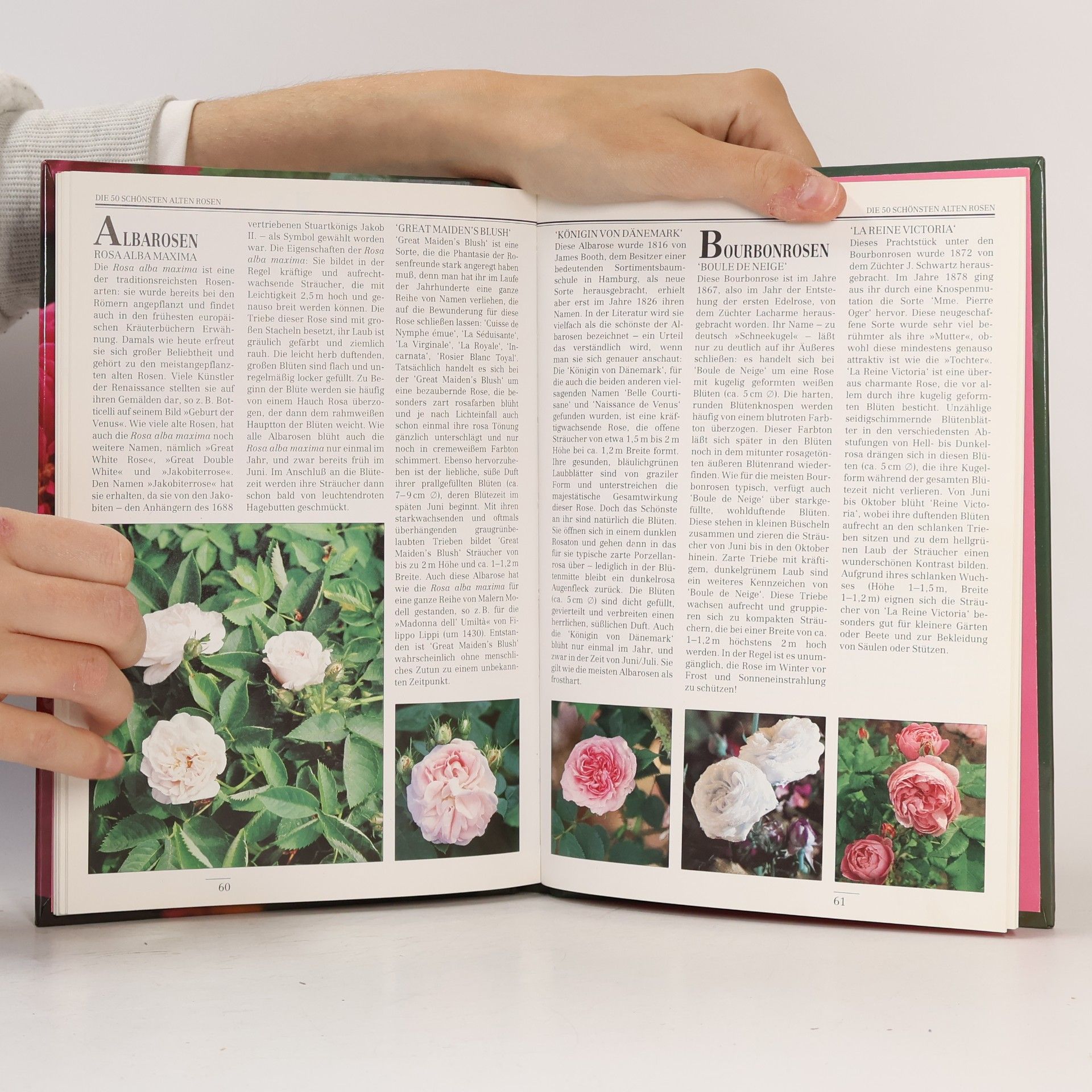 Monika Becker Alte Rosen