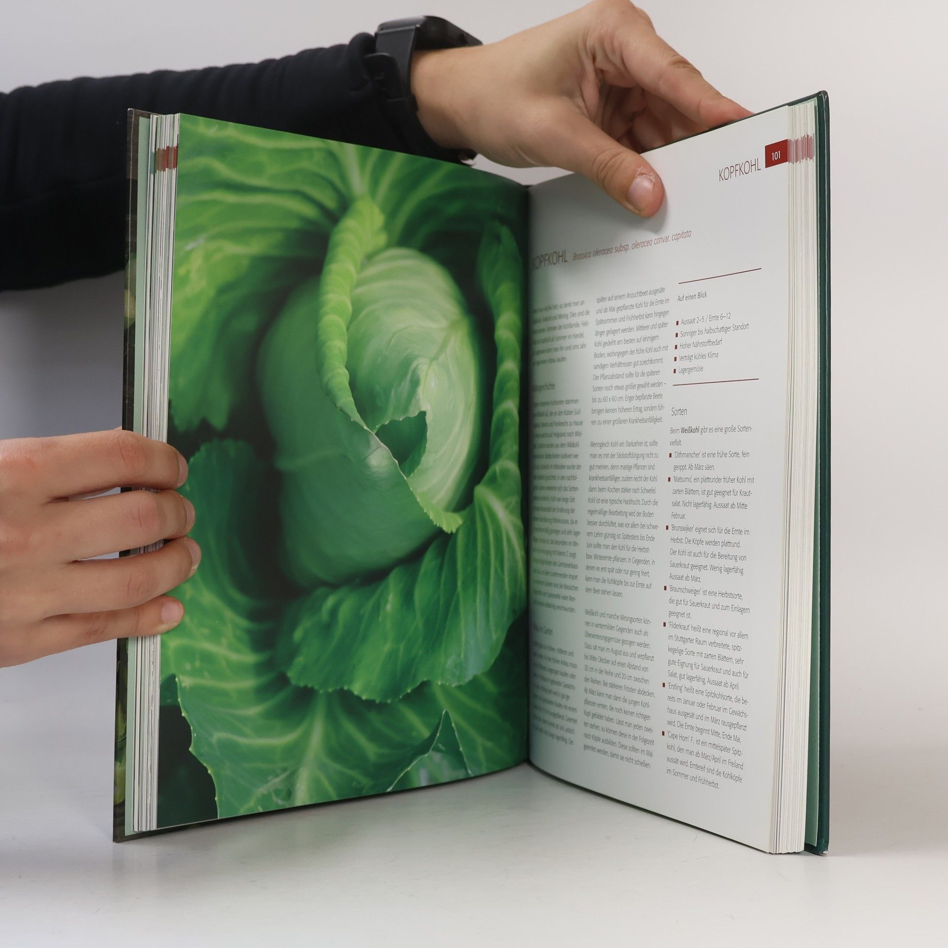 Karen Meyer-Rebentisch Das Gemüsebuch