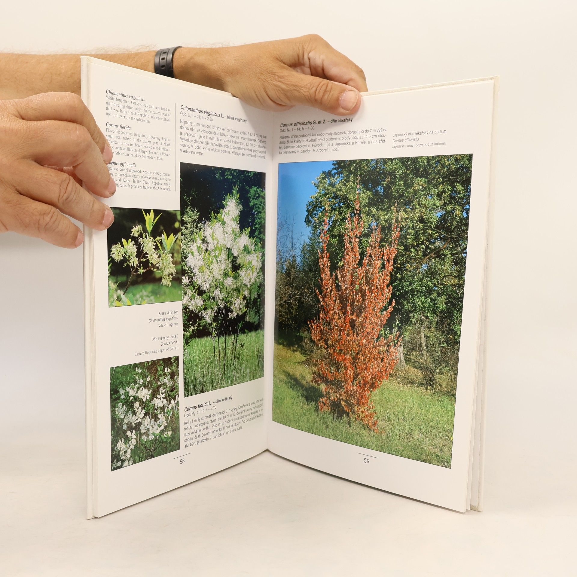 Ivan Roček Arboretum Lesnické fakulty České zemědělské univerzity.