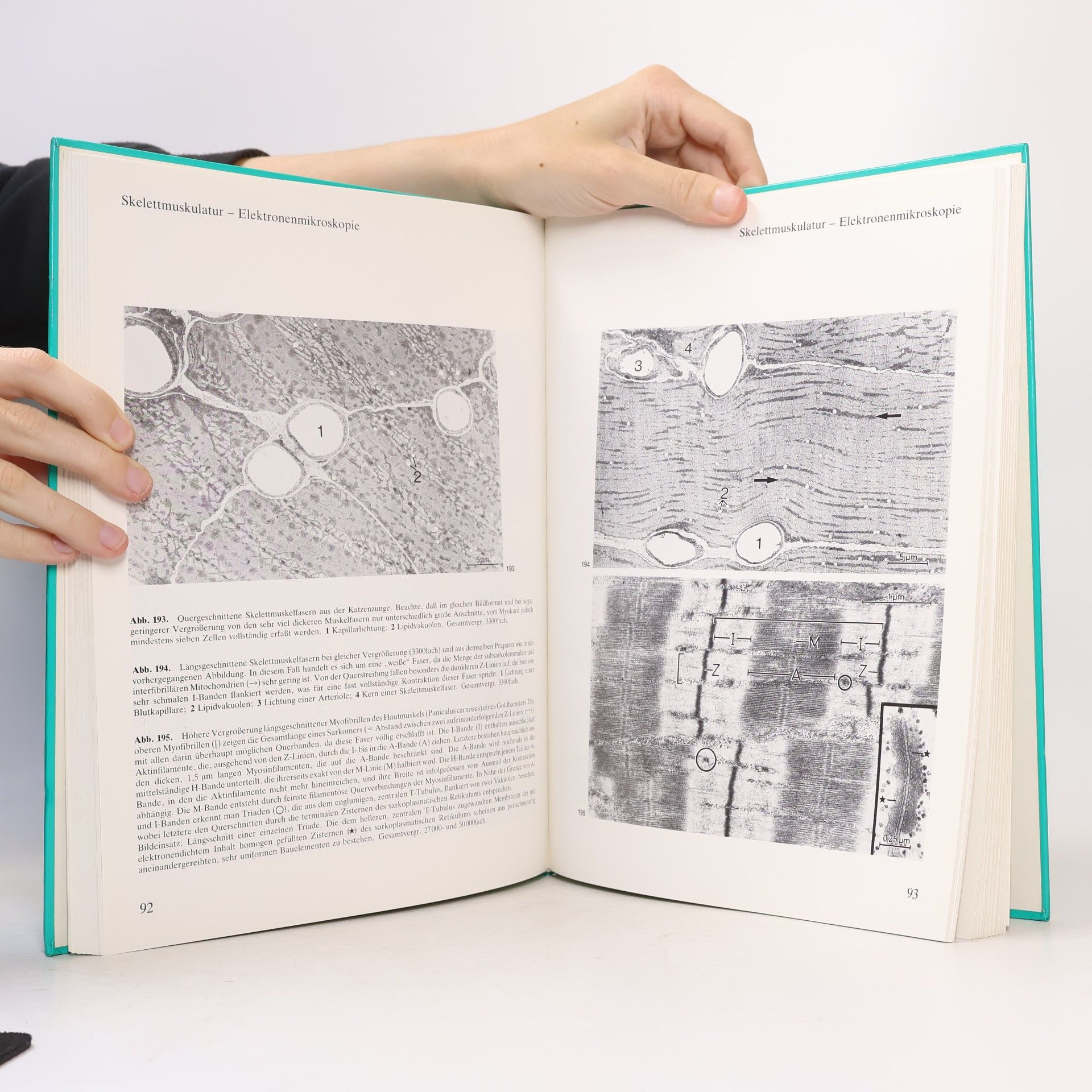 Frithjof Hammersen Histologie