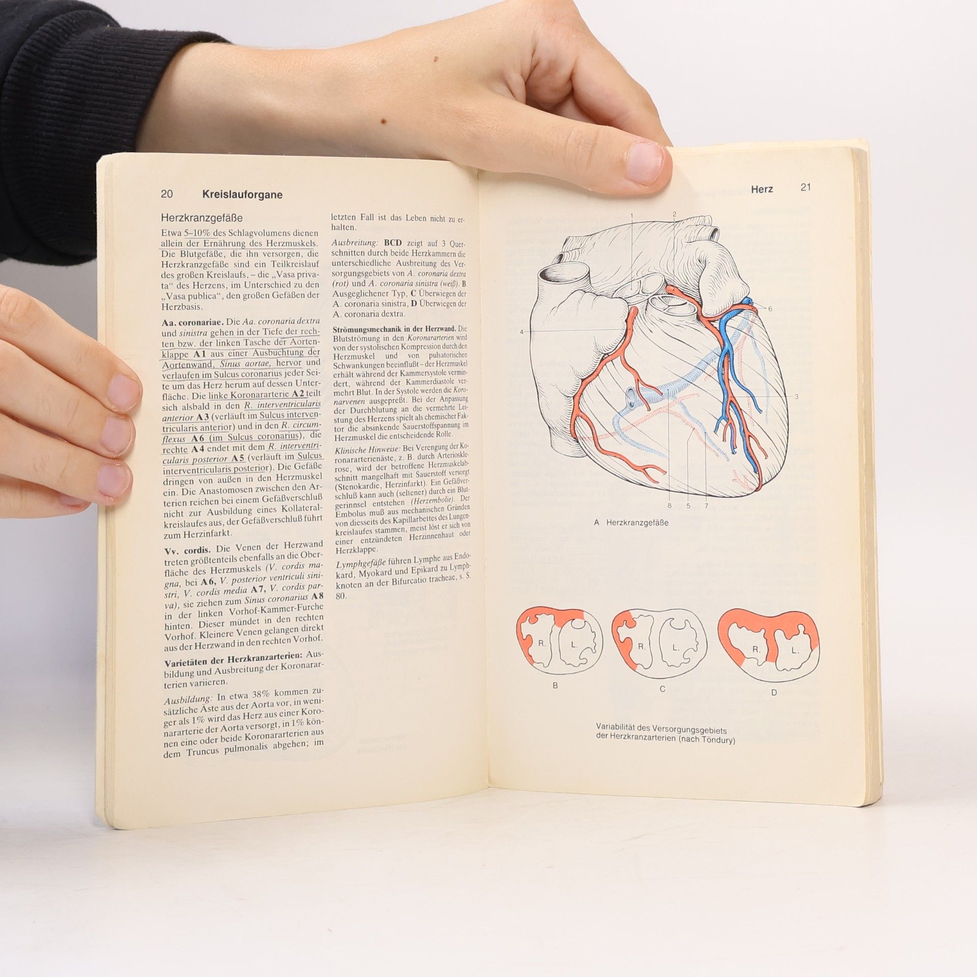 Gerhard Spitzer Taschenatlas der Anatomie für Studium und Praxis. In 3 Bänden. Band 2. Innere Organe