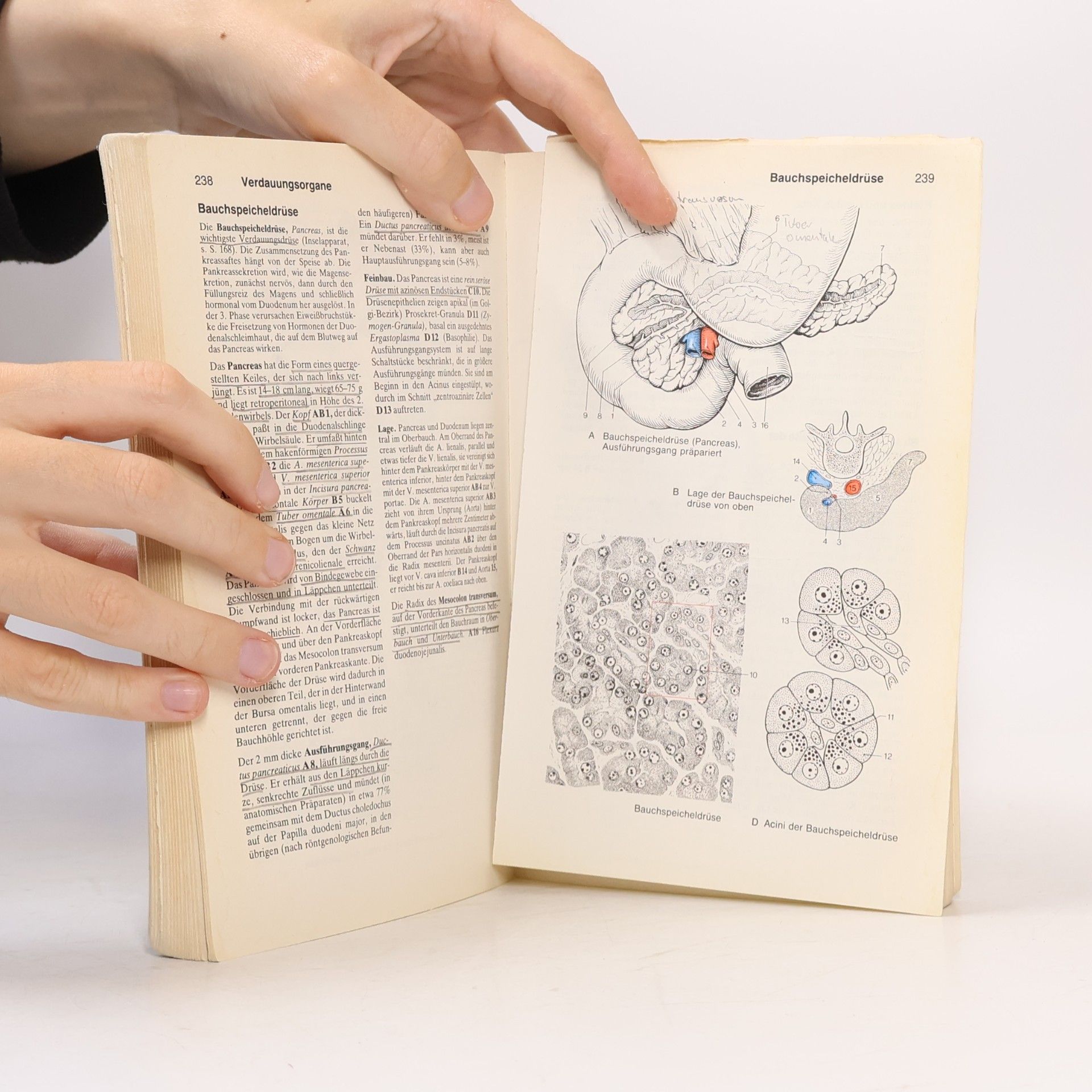 Gerhard Spitzer Taschenatlas der Anatomie für Studium und Praxis. In 3 Bänden. Band 2. Innere Organe