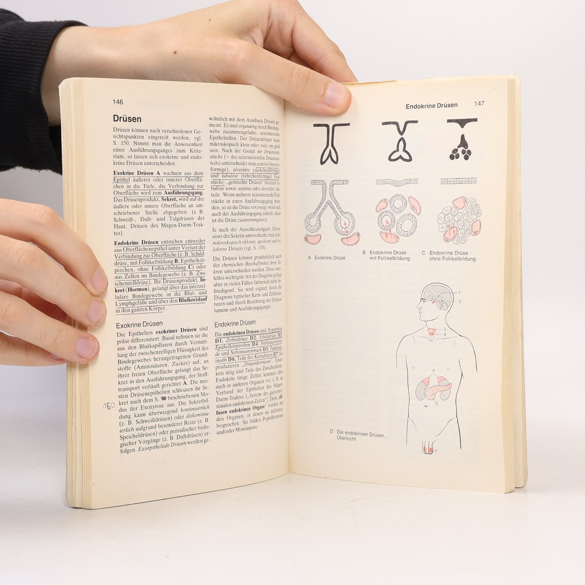 Gerhard Spitzer Taschenatlas der Anatomie für Studium und Praxis. In 3 Bänden. Band 2. Innere Organe