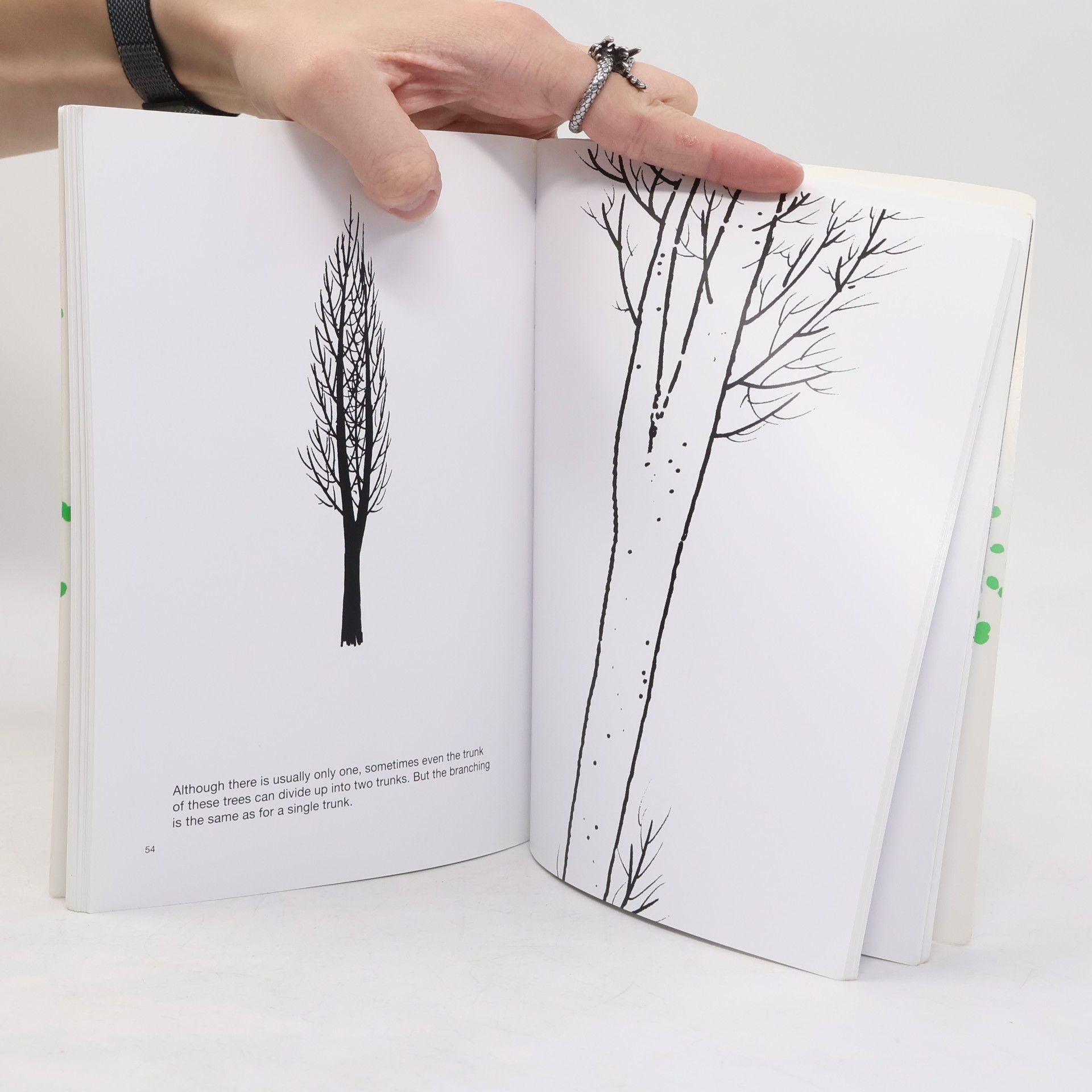 Bruno Munari About the Workshop Series: Drawing a Tree