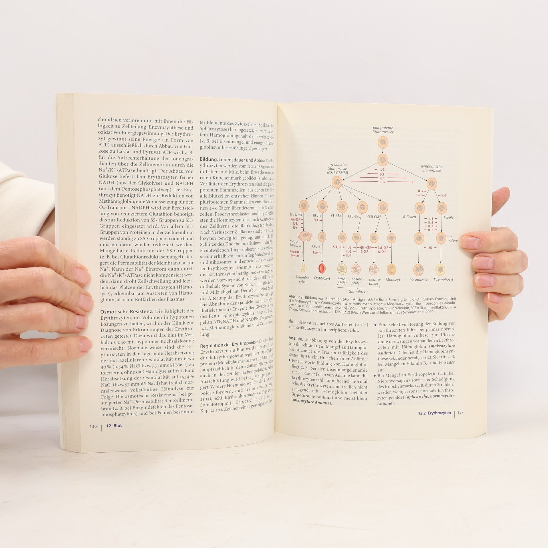 Florian Lang Basiswissen Physiologie