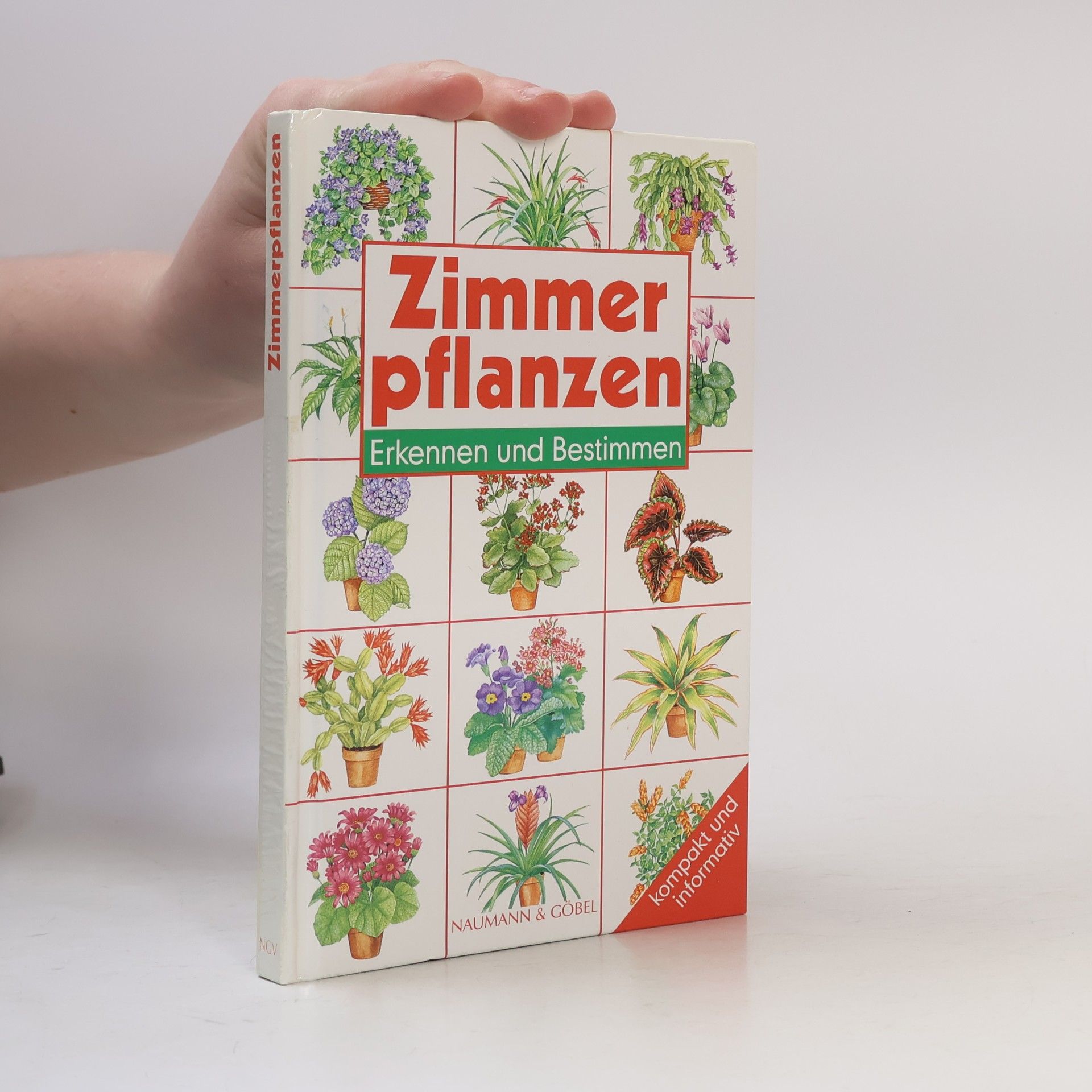 Violet Stevenson Zimmerpflanzen, Erkennen und Bestimmen