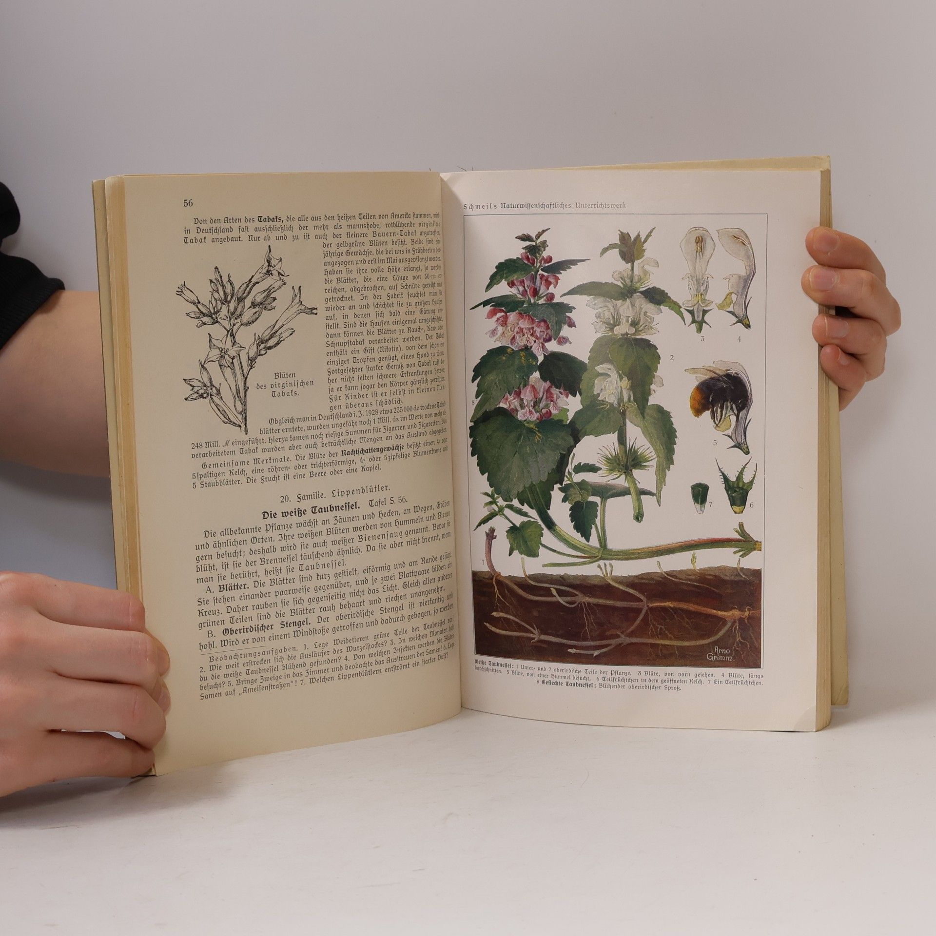 O. Schmeil Grundriß Der Pflanzenkunde
