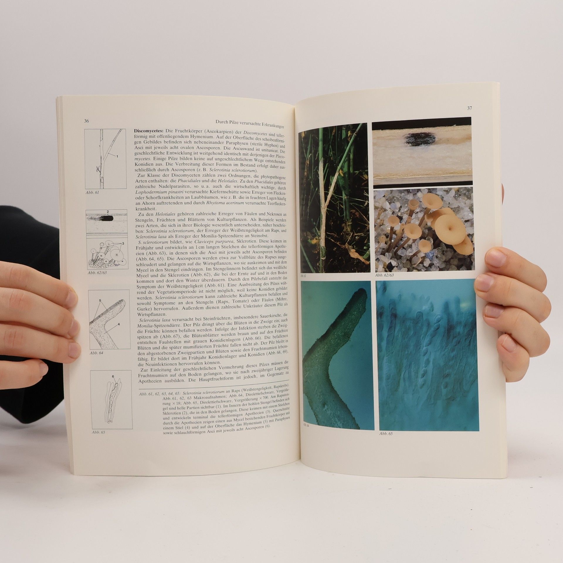 Horst Börner Praktikum der Phytopathologie
