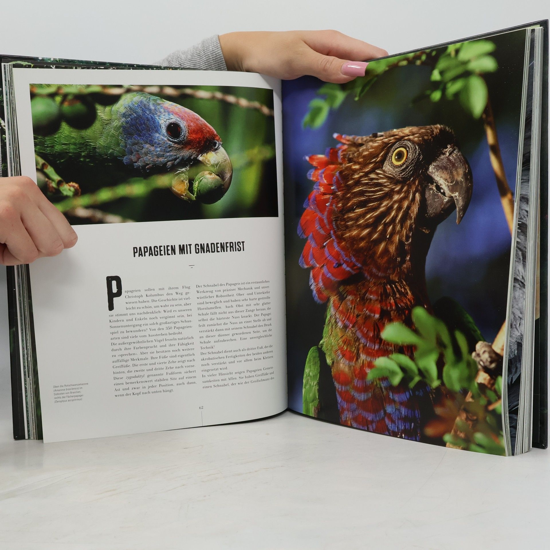 Thierry Piantanida Amazonia
