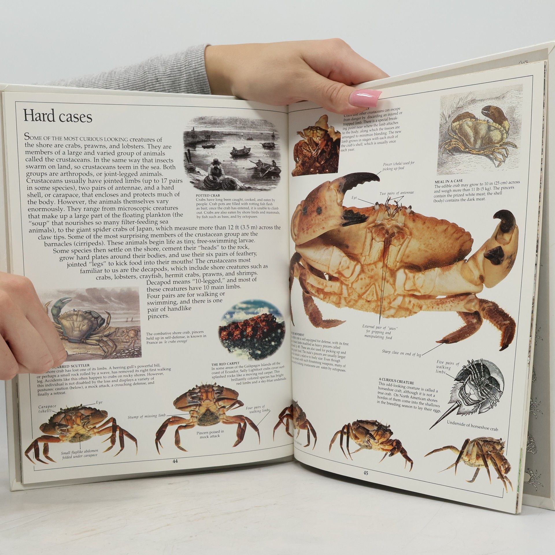 Steve Parker Eyewitness Books: Seashore