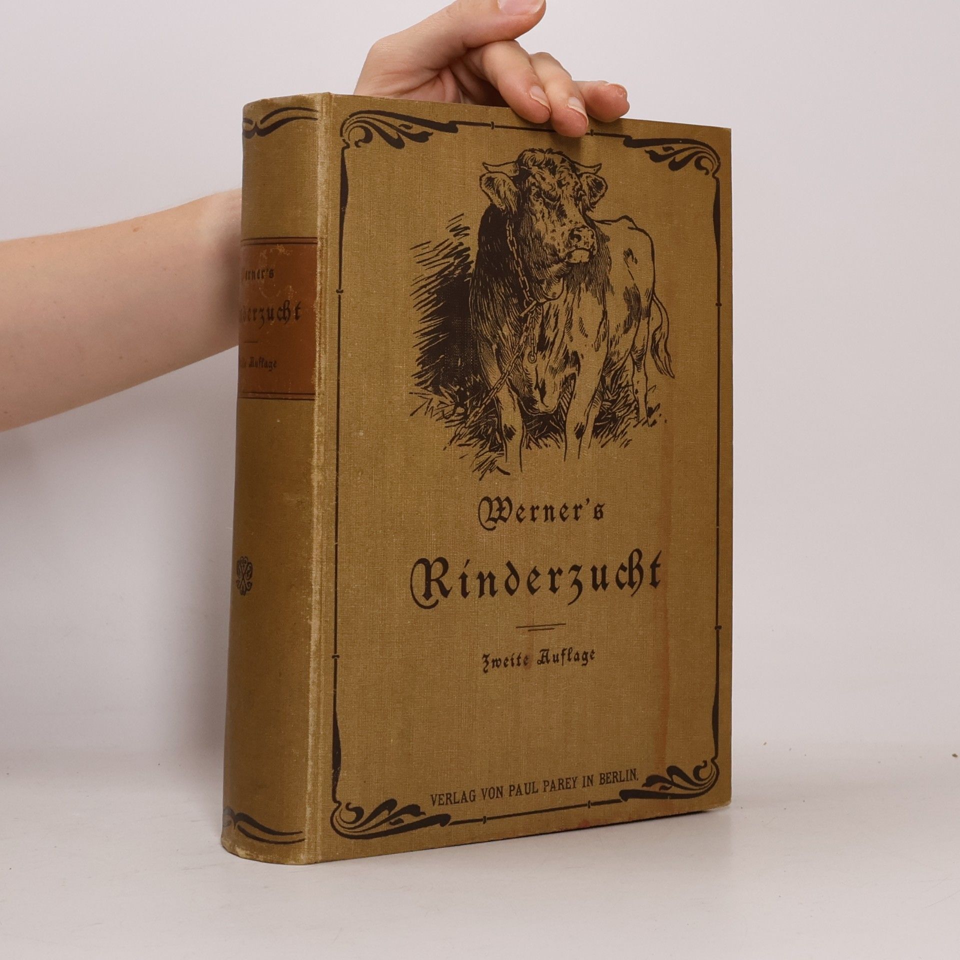 Die Rinderzucht