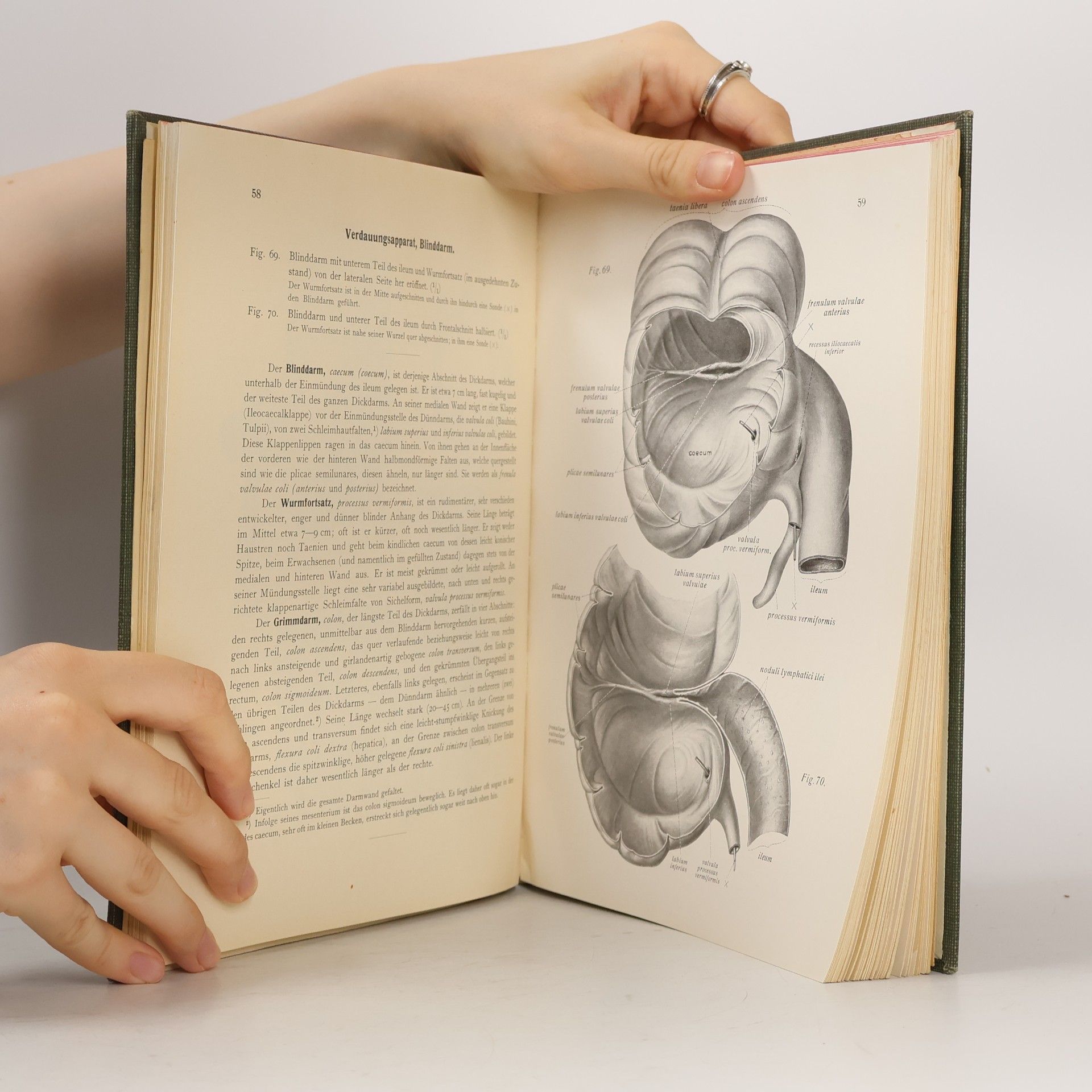 Joh. Sobotta Deskriptive Anatomie 2