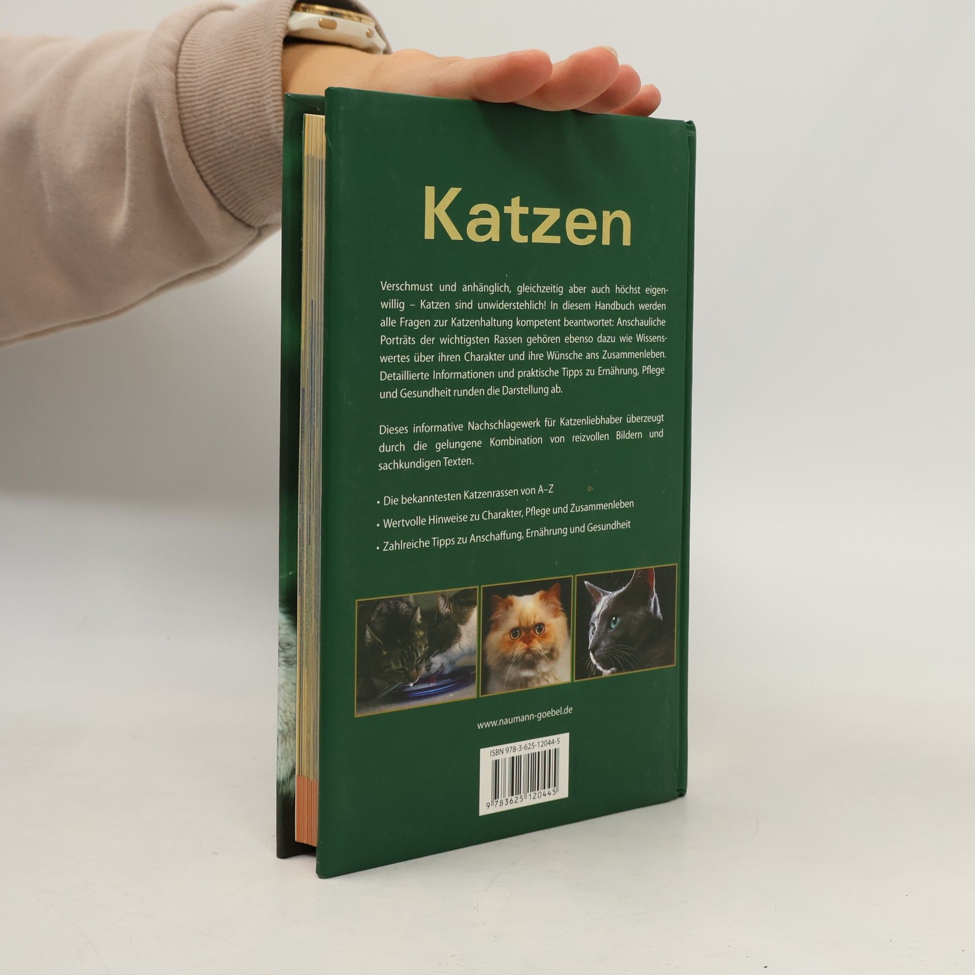 Katzen