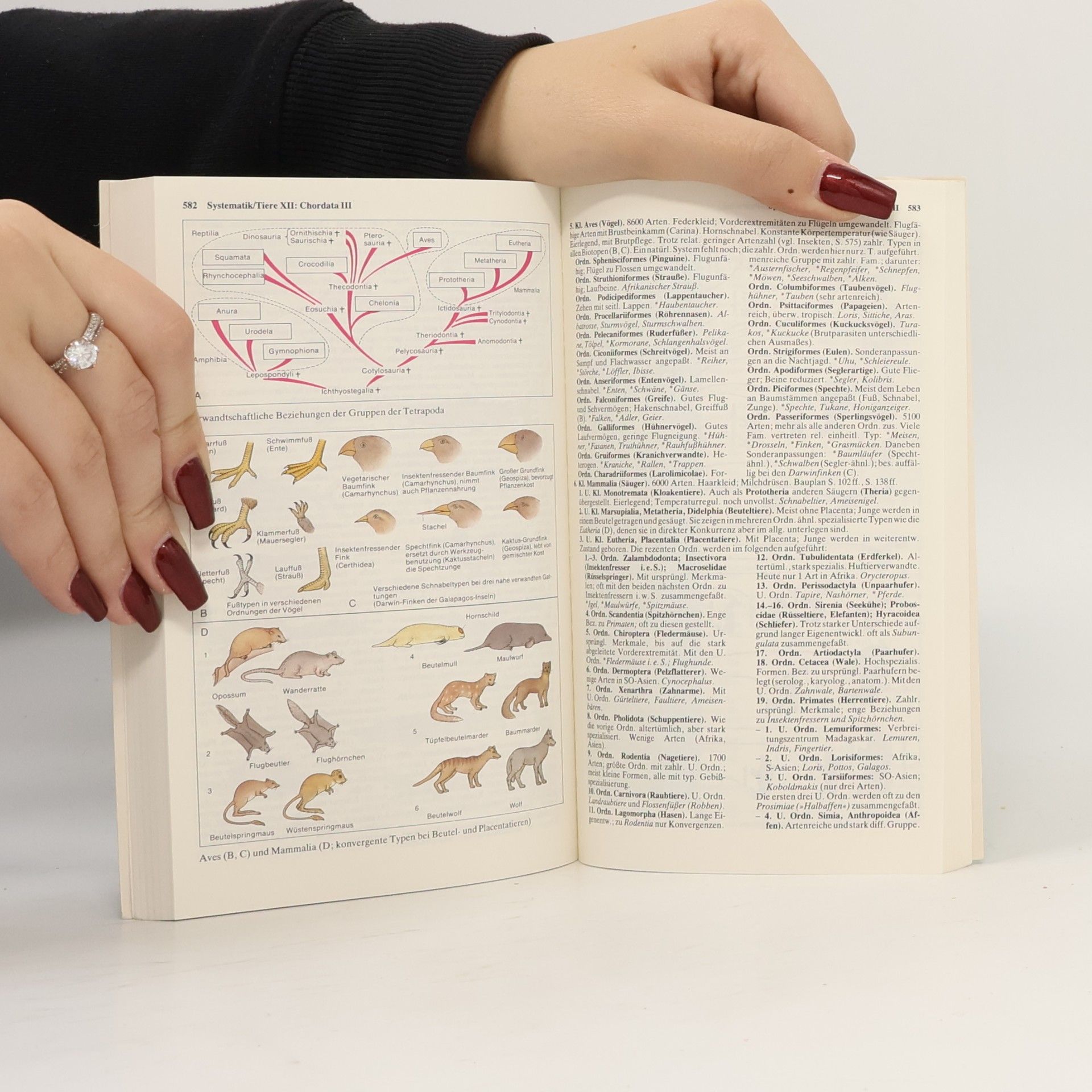 Günter Vogel dtv-Atlas zur Biologie 3