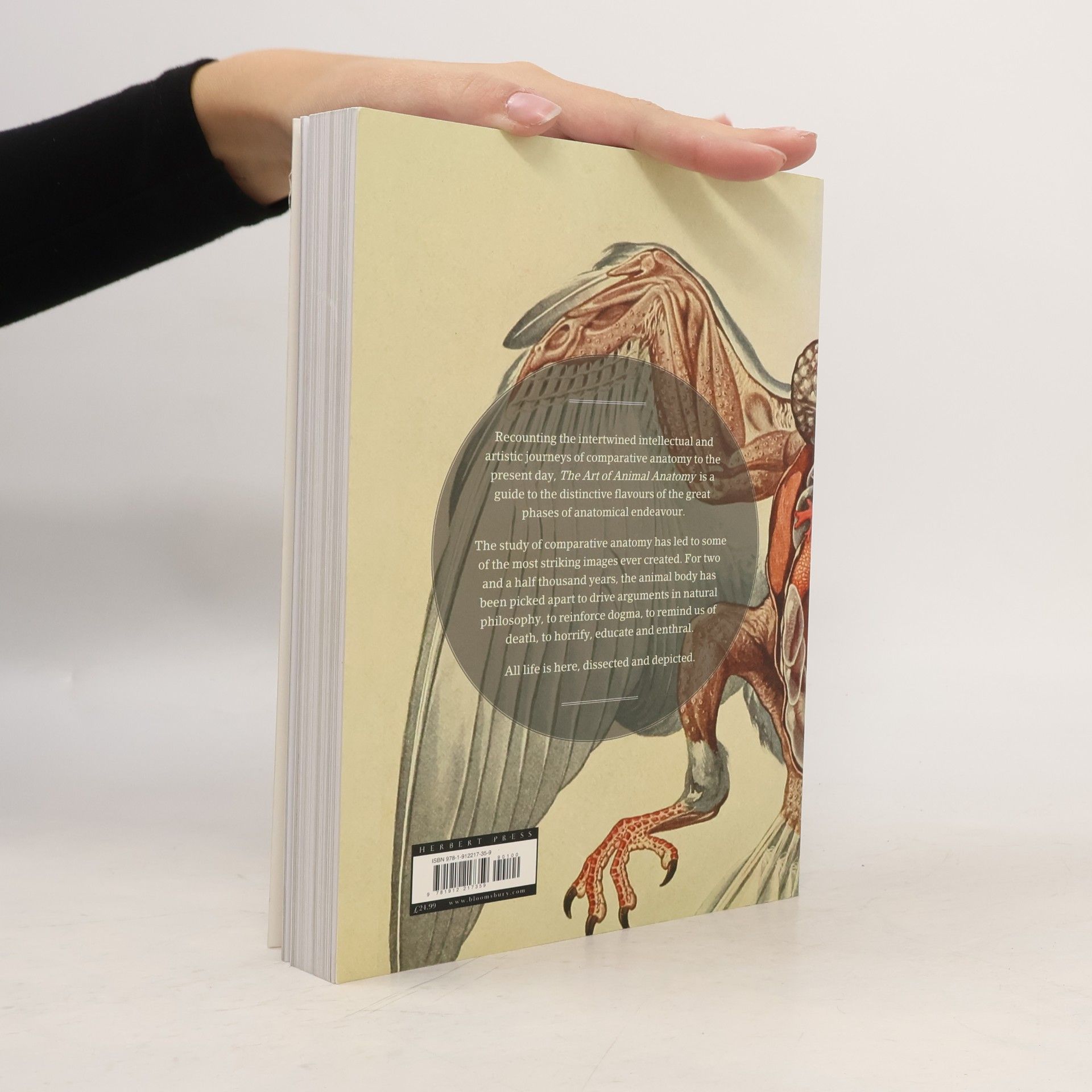 David Bainbridge The Art of Animal Anatomy