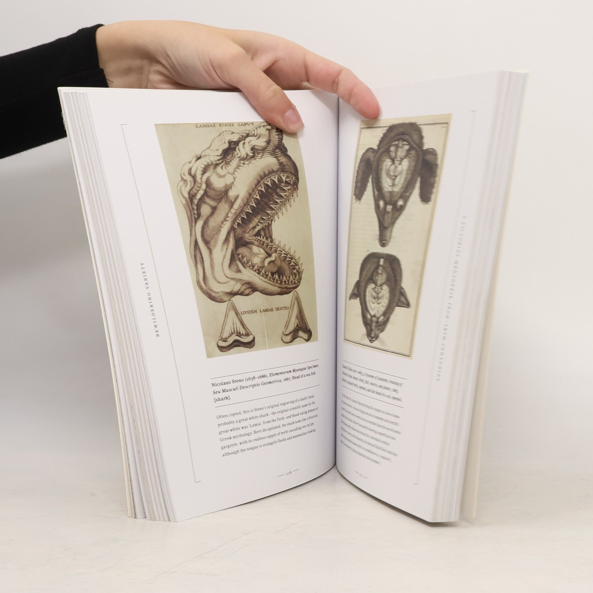 David Bainbridge The Art of Animal Anatomy