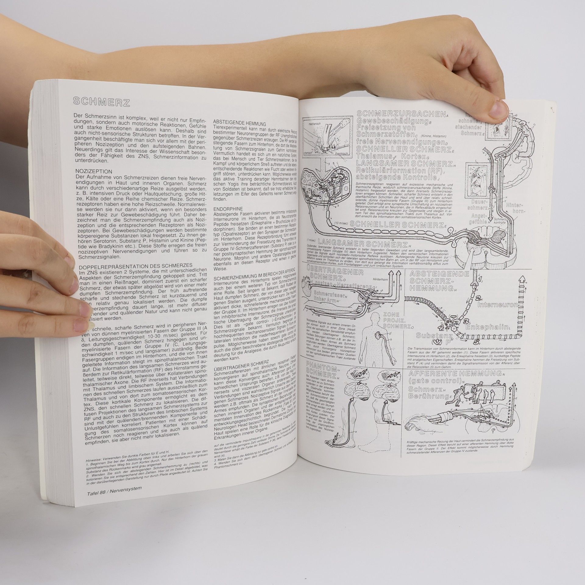 Wynn Kapit Physiologie-Malatlas
