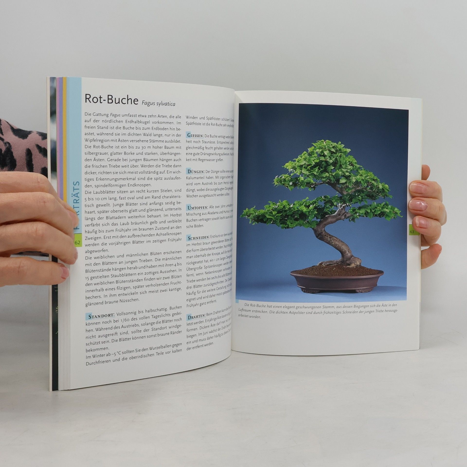 Horst Stahl Bonsai aus heimischen Bäumen selbst gezogen