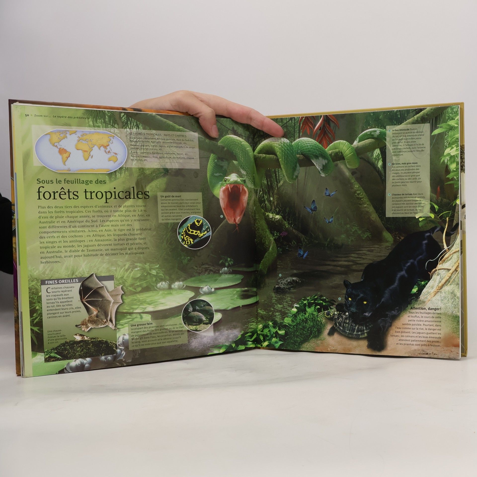 Various Les Animaux predateurs