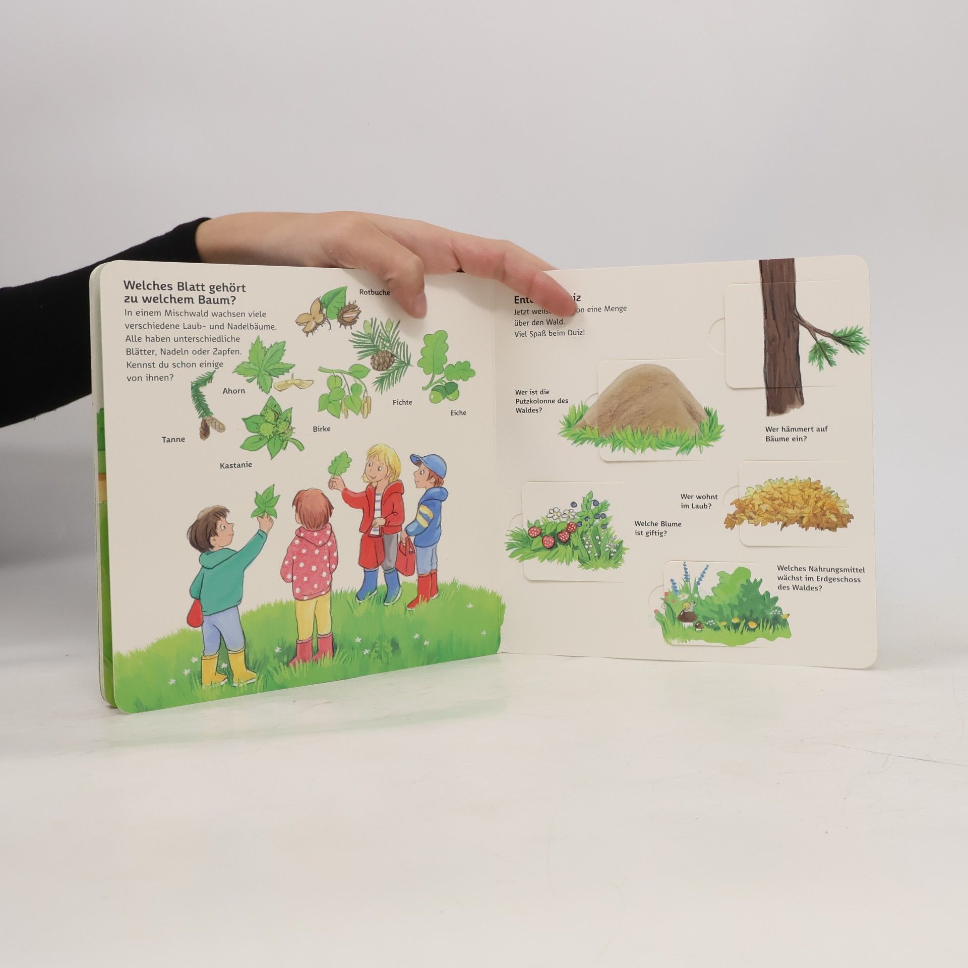 Autorenkollektiv Wir entdecken den Wald