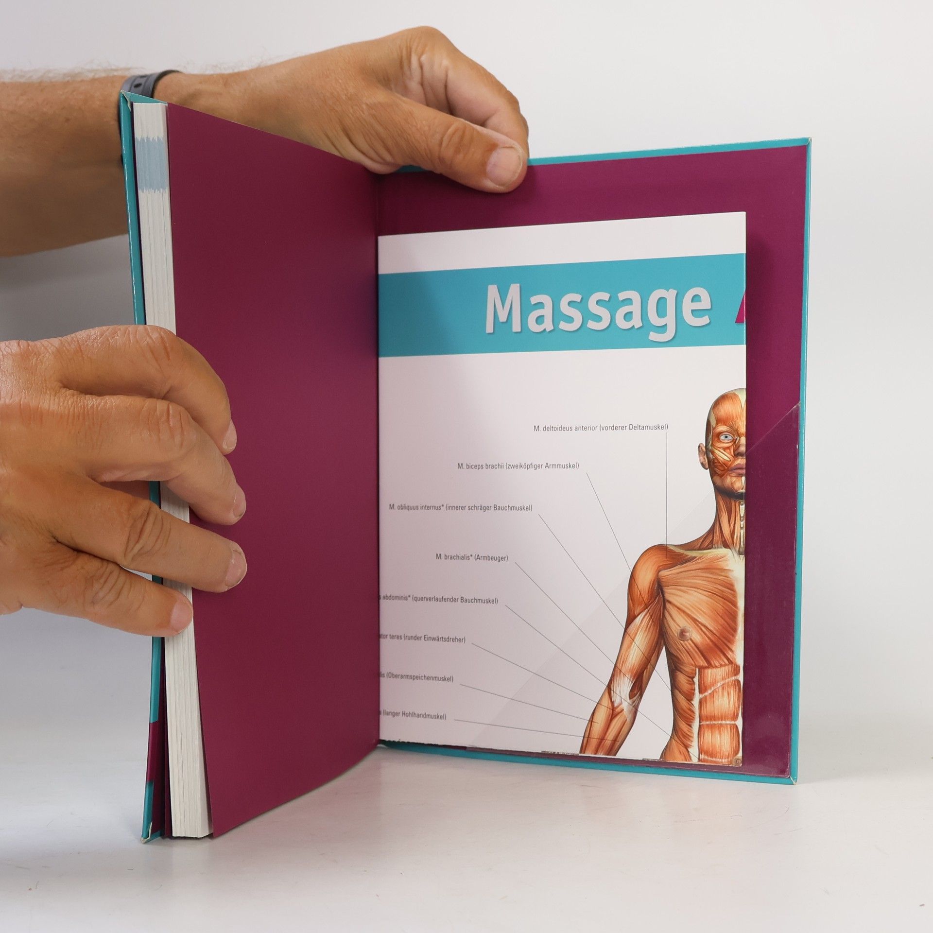 Abigail Ellsworth Massage-Anatomie