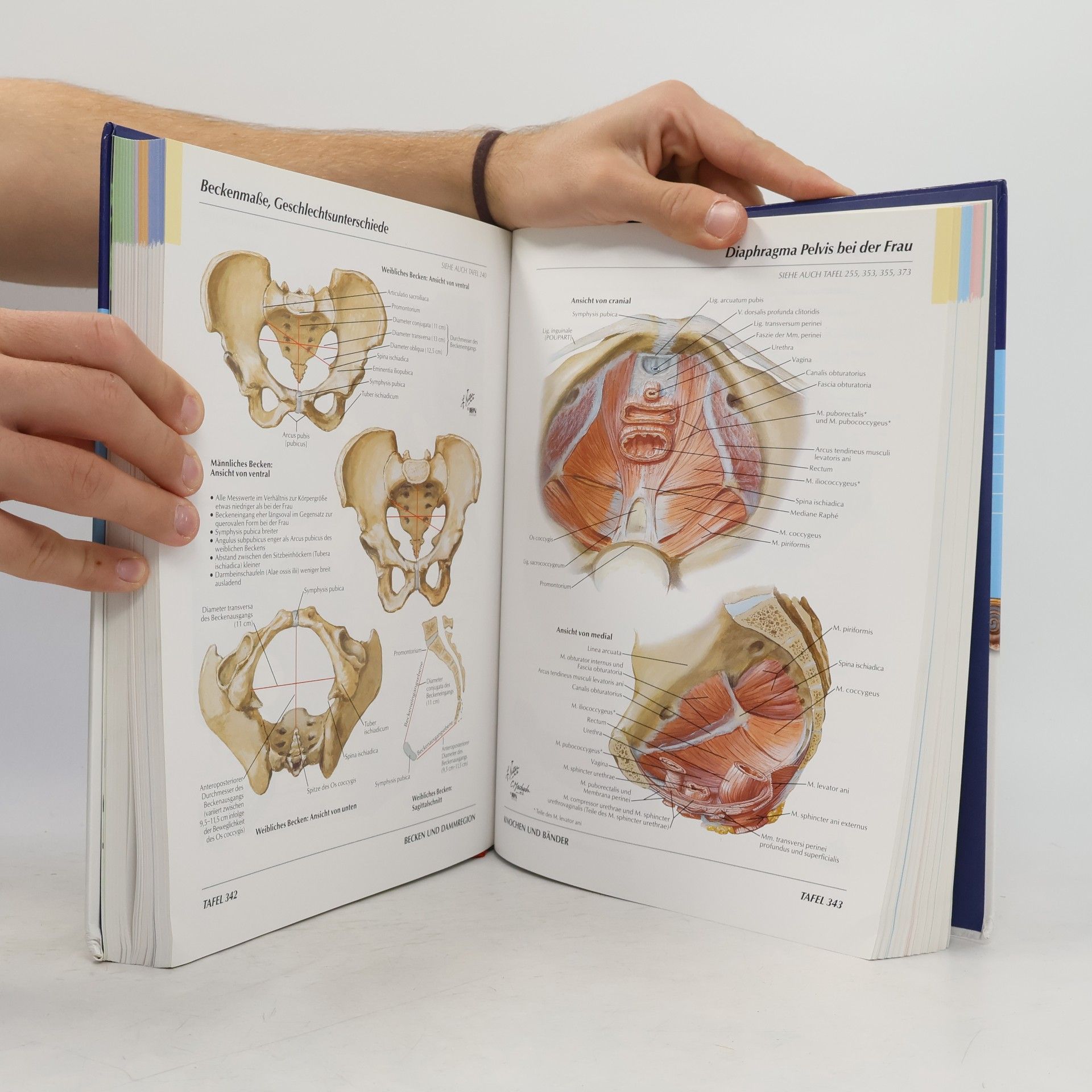 Frank Netter Atlas der Anatomie des Menschen