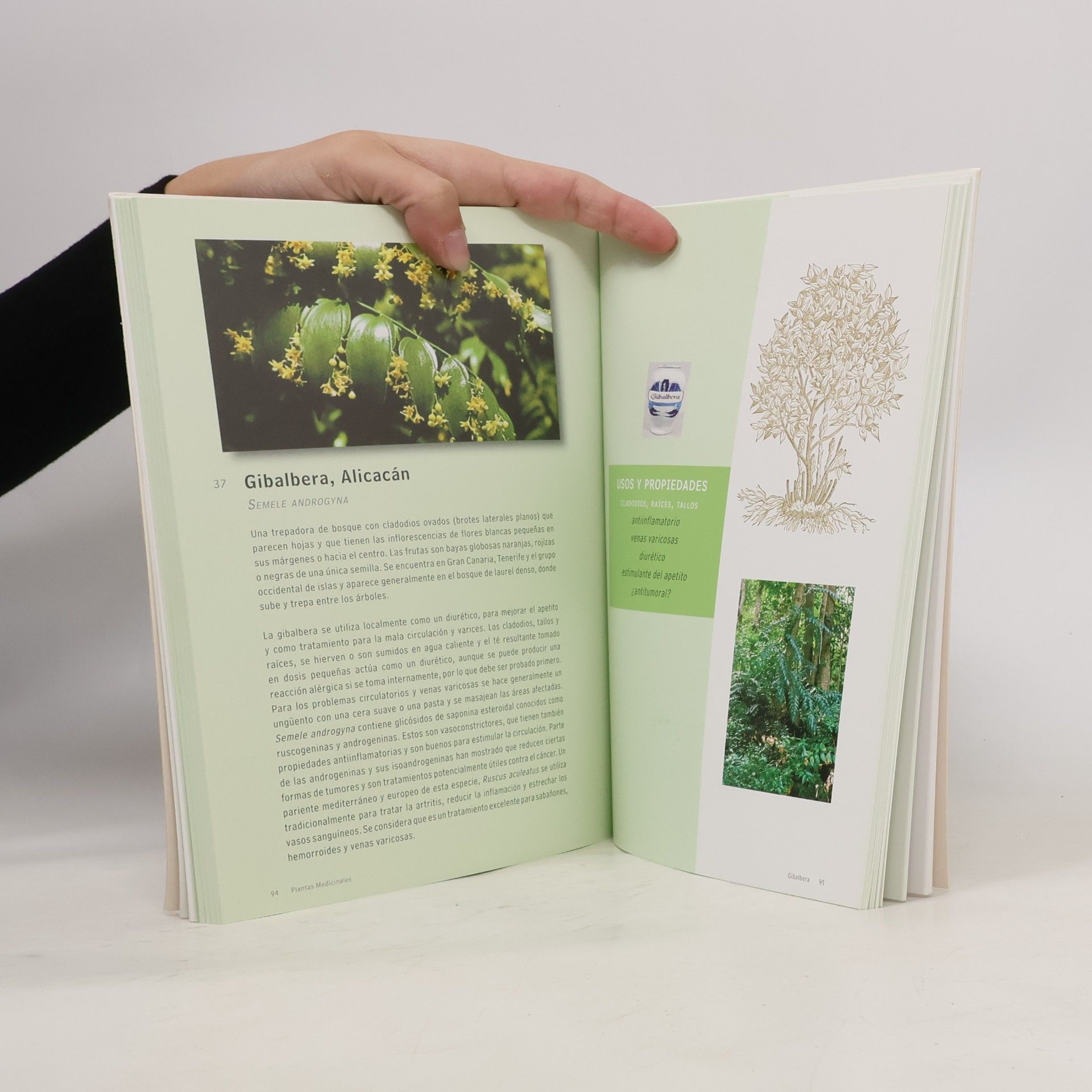 David Bramwell Plantas medicinales de las Islas Canarias