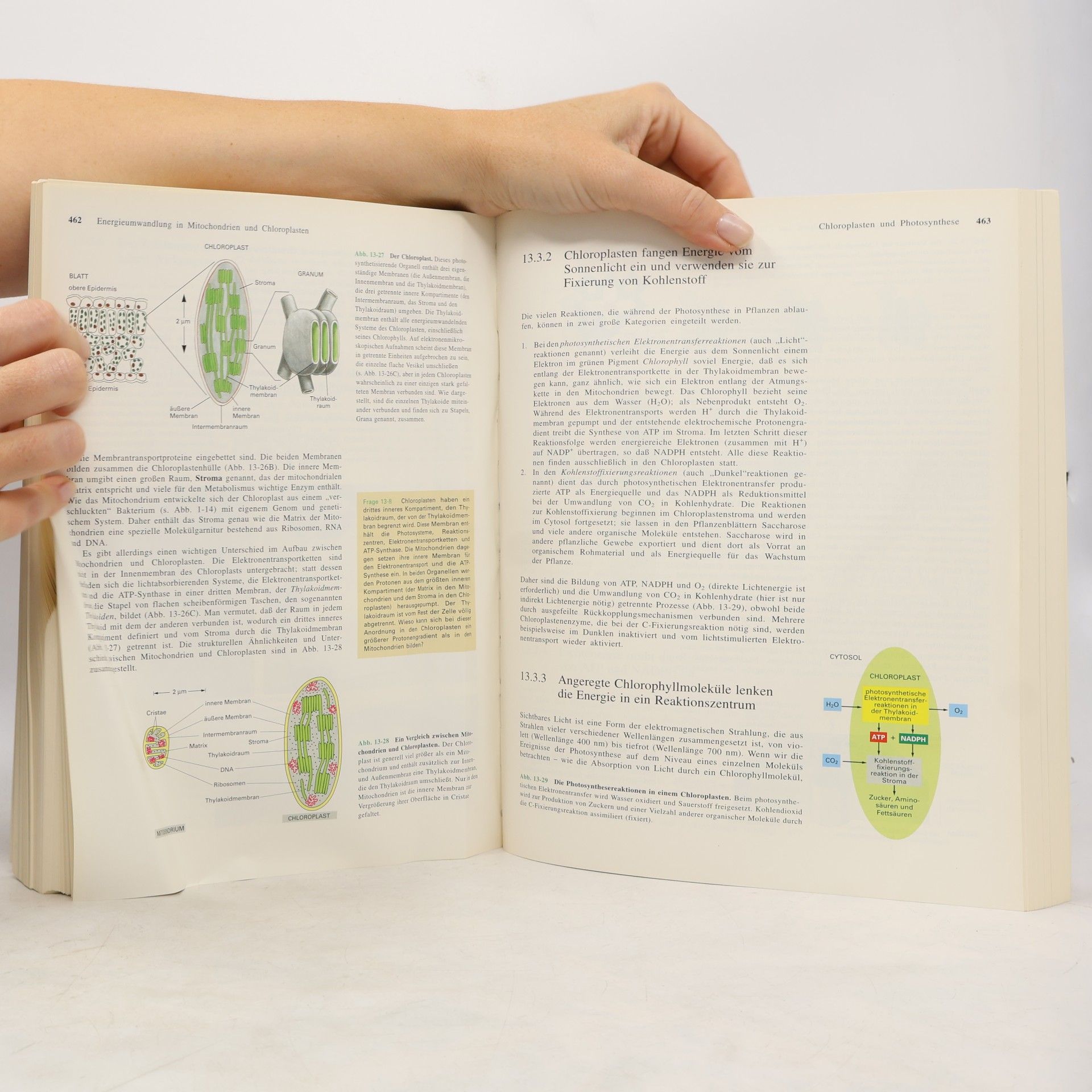 Bruce Alberts Lehrbuch der molekularen Zellbiologie