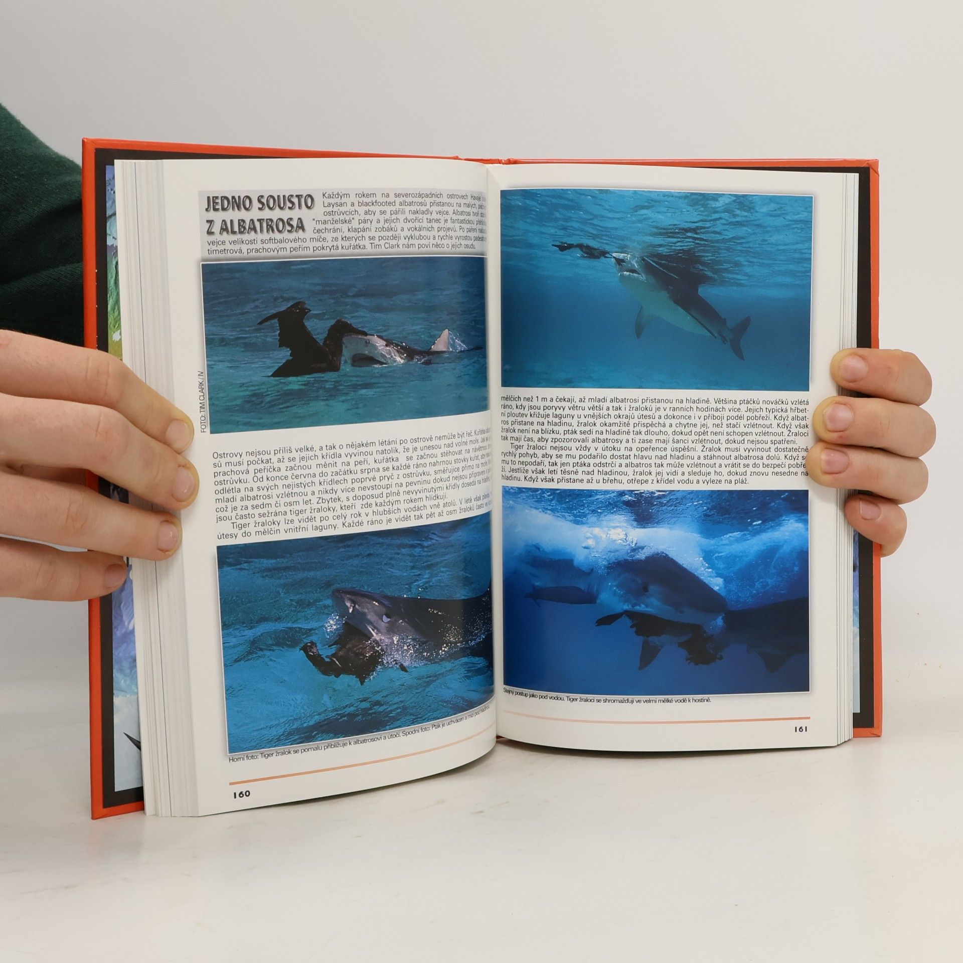 Ralf M. Hennemann Světoví žraloci & rejnoci : Tichý oceán, Indický oceán, Rudé moře, Atlantský oceán, Karibik