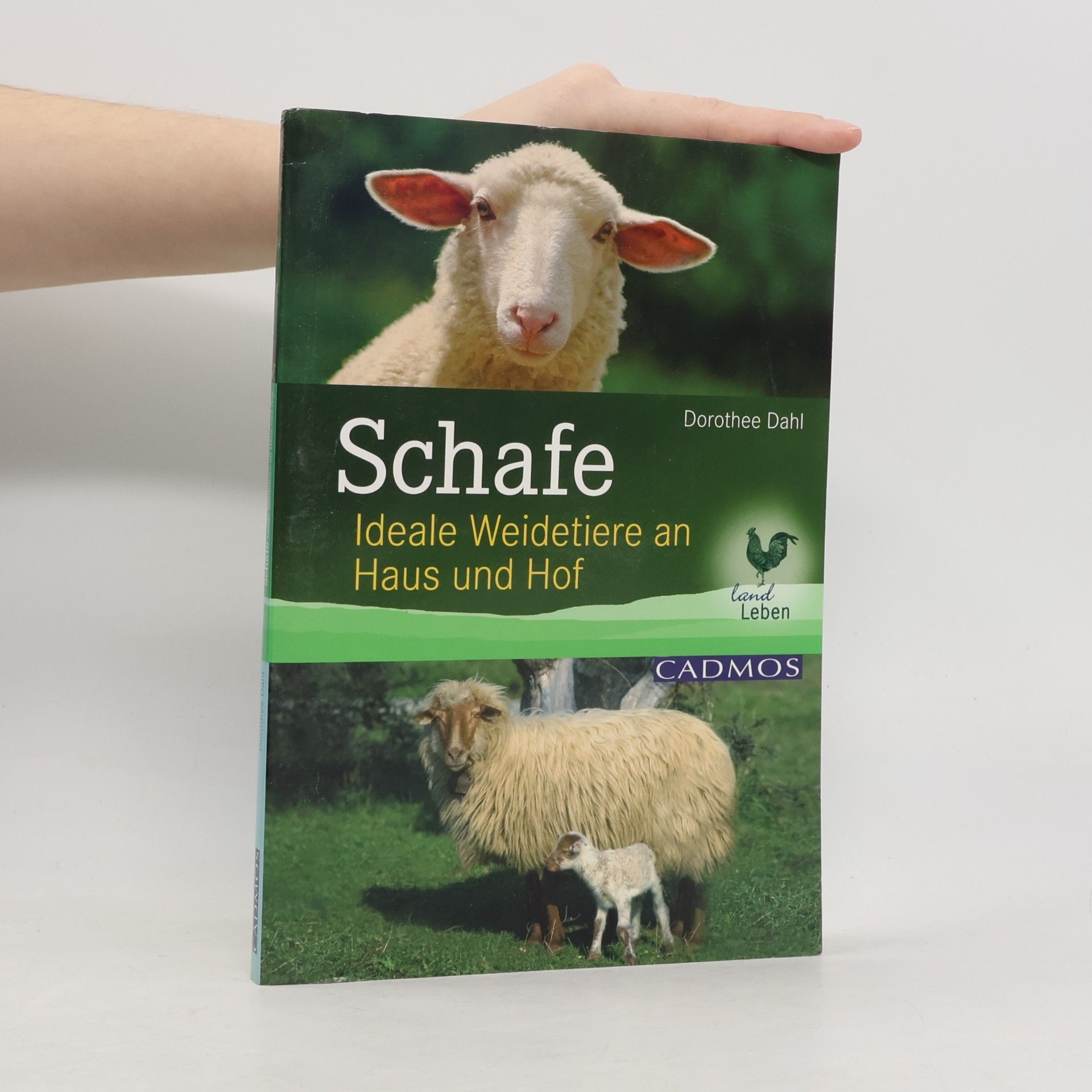 Schafe