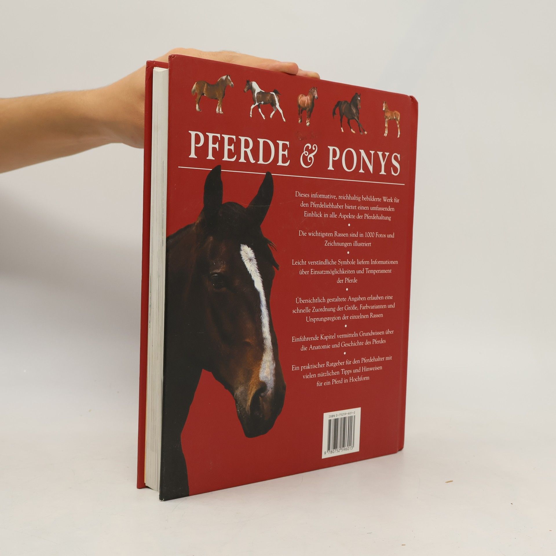 Tam Pickeral Pferde & Ponys